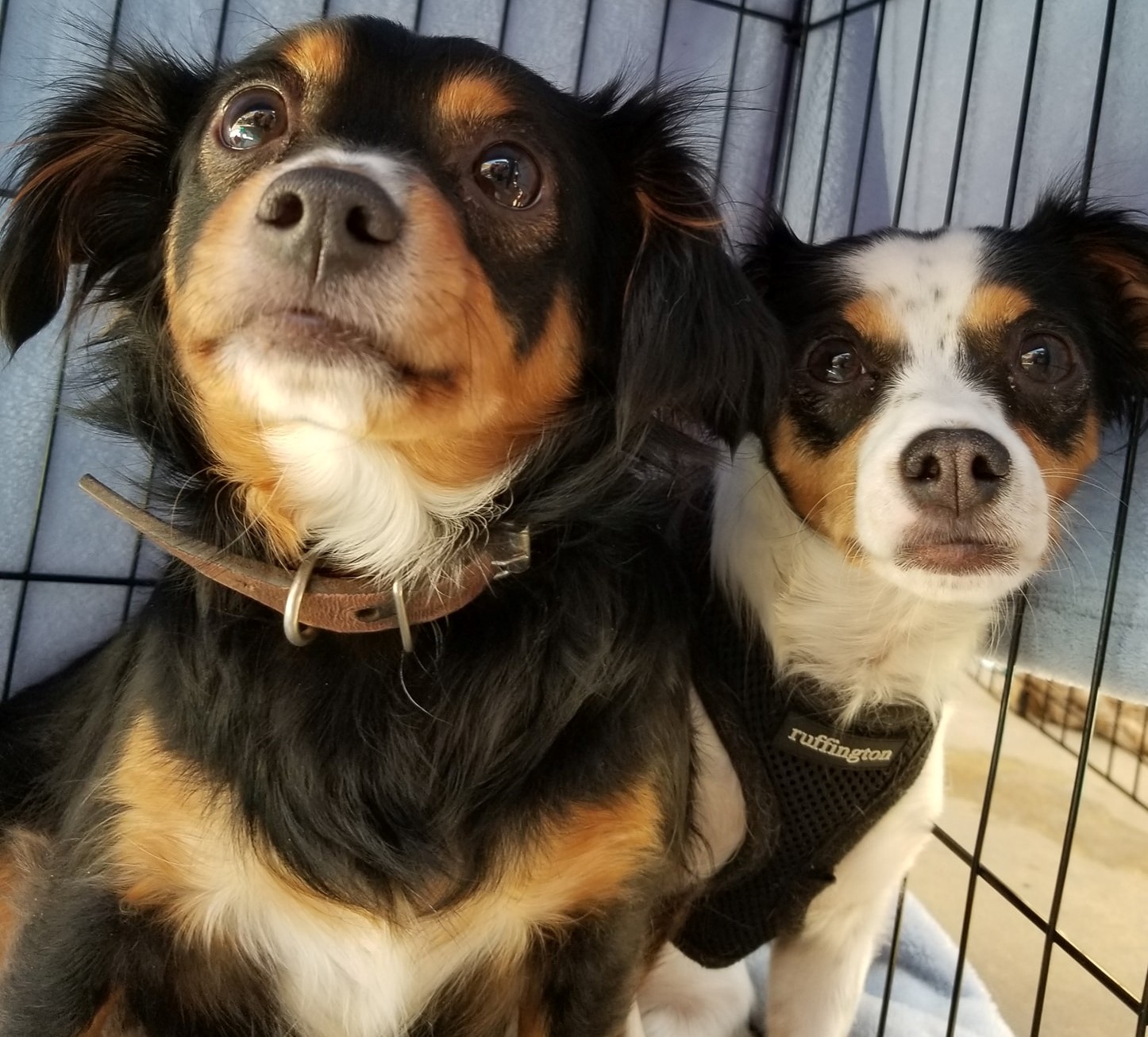 Companion animal adoption event coming to Grossmont Center this month - Vimarsana News