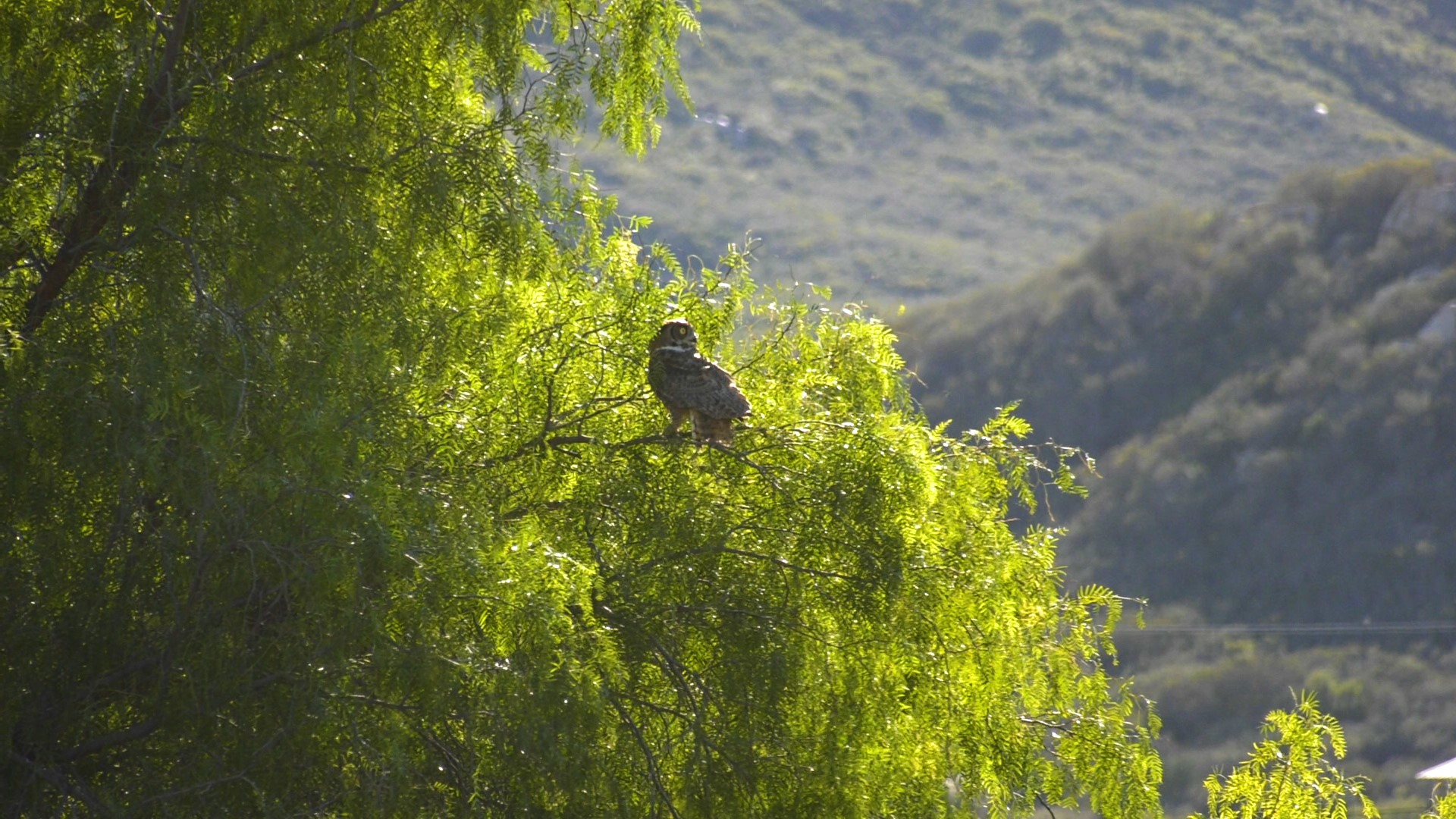 Owen the rescued owl flying free again in Ramona - Vimarsana News