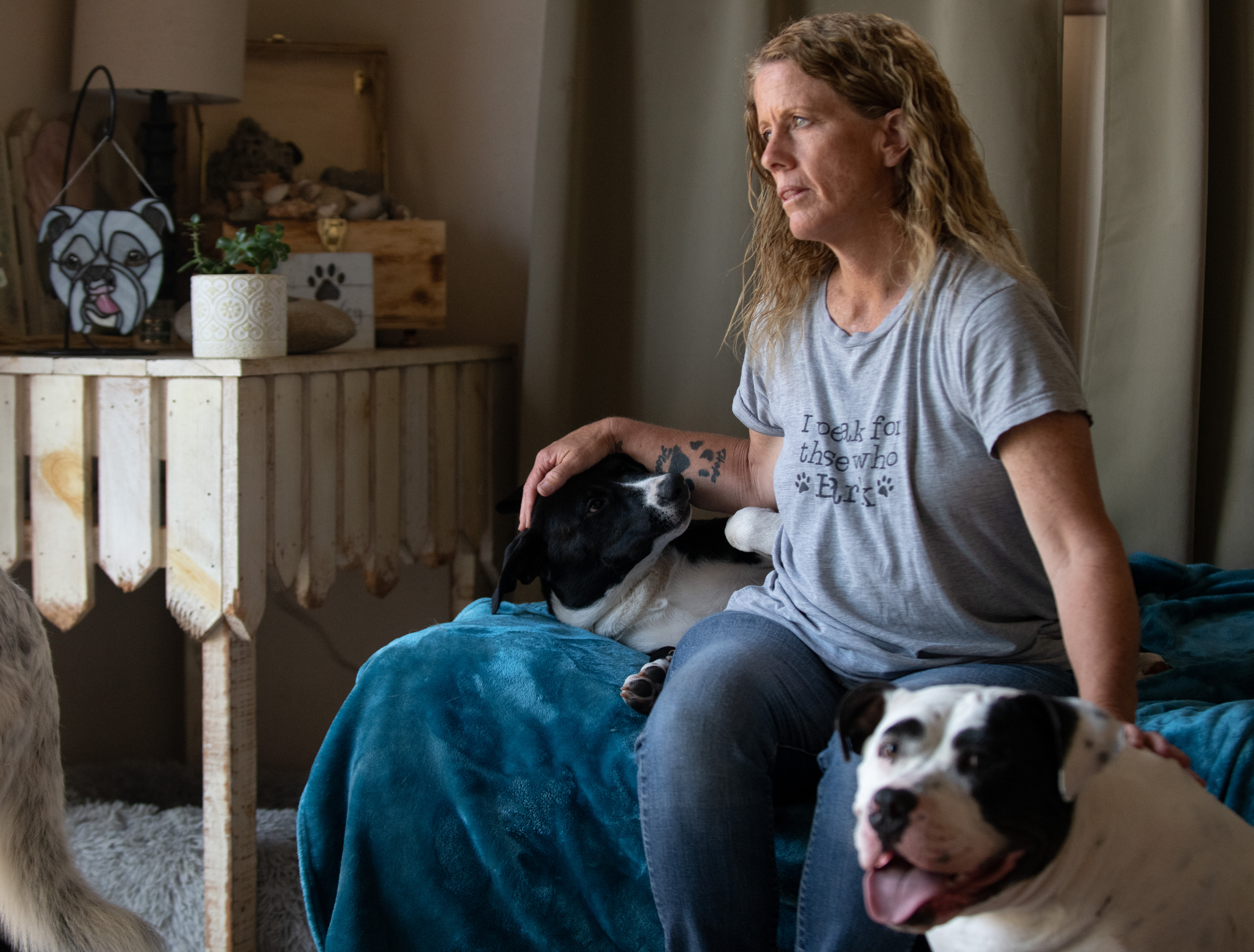 Westminster dog foster mom is building a ranch to help big pups find suitable homes amid rising euthanasia - Vimarsana News