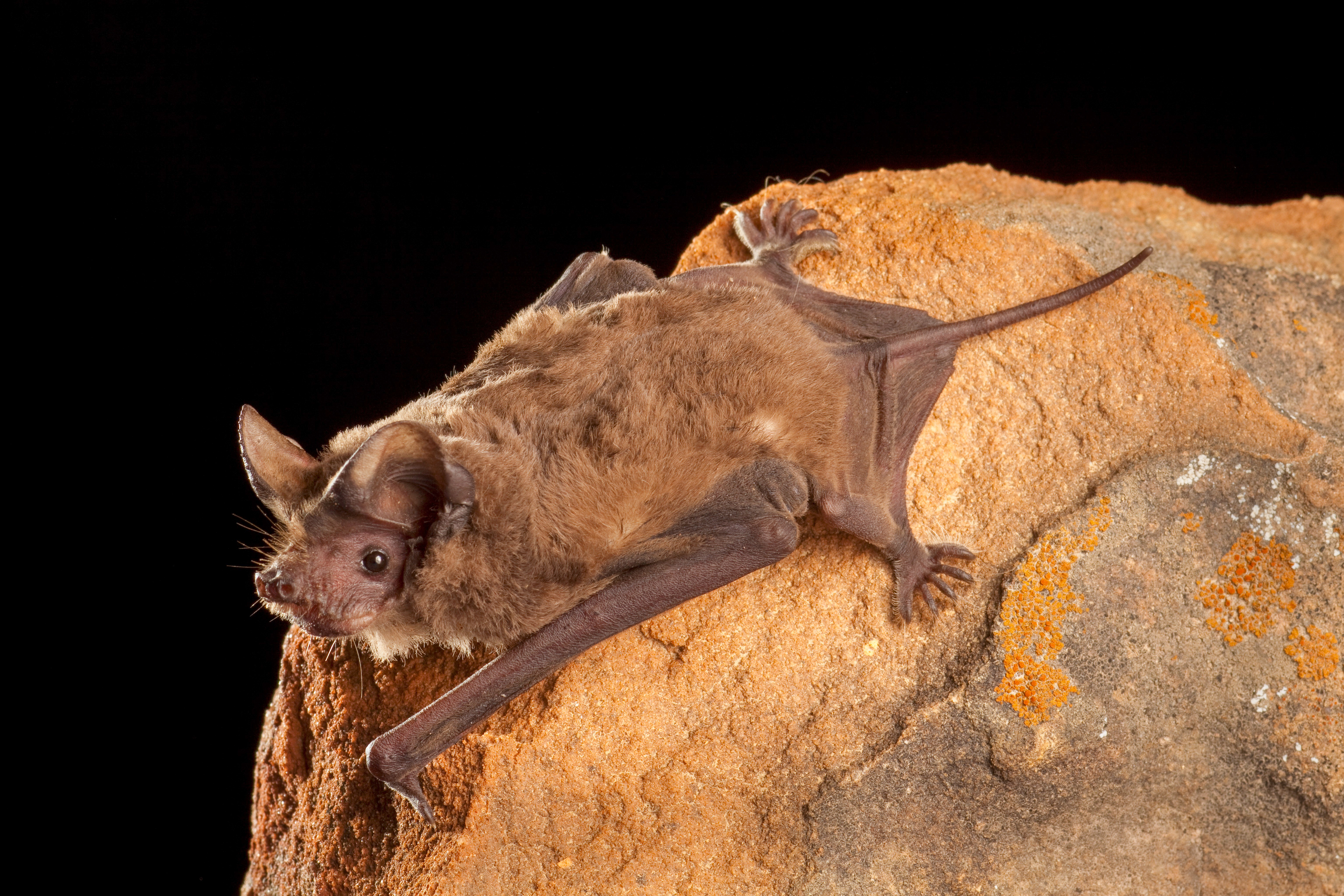 An unexpected bug repellant? Bats - Los Angeles Times - Vimarsana News