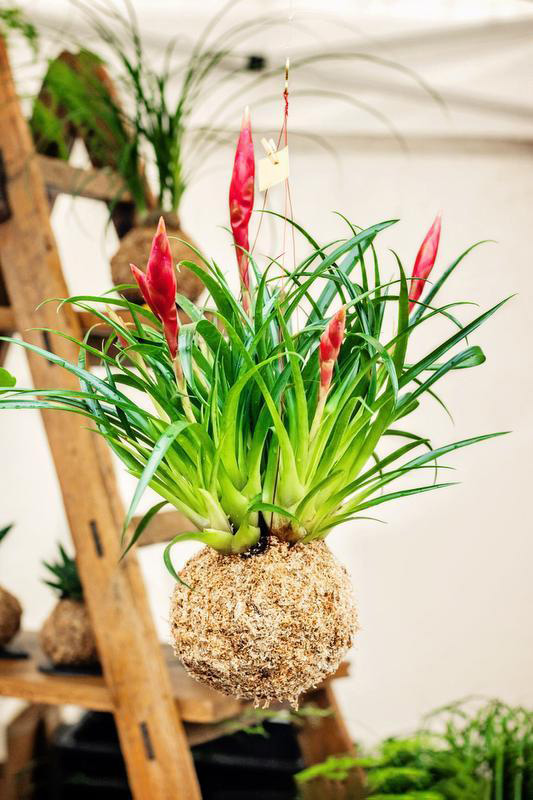 Master Gardeners' spring seminar packed with gardening advice, workshops - Vimarsana News