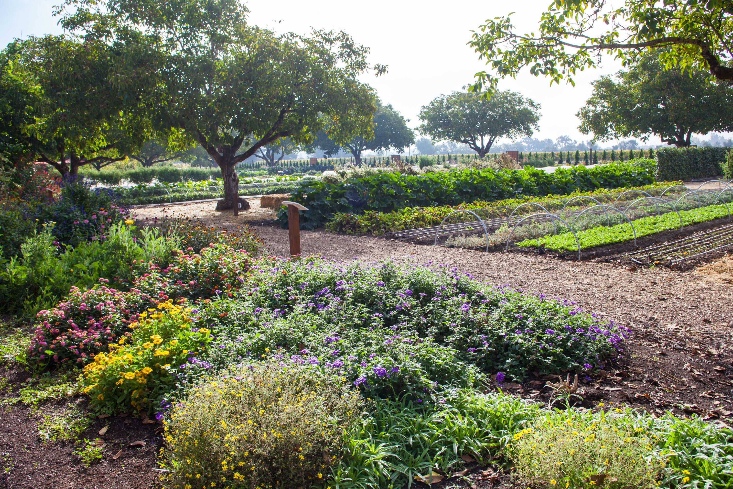Eco-minded wine tours show how some Sonoma County vineyards are working to save the planet - Vimarsana News