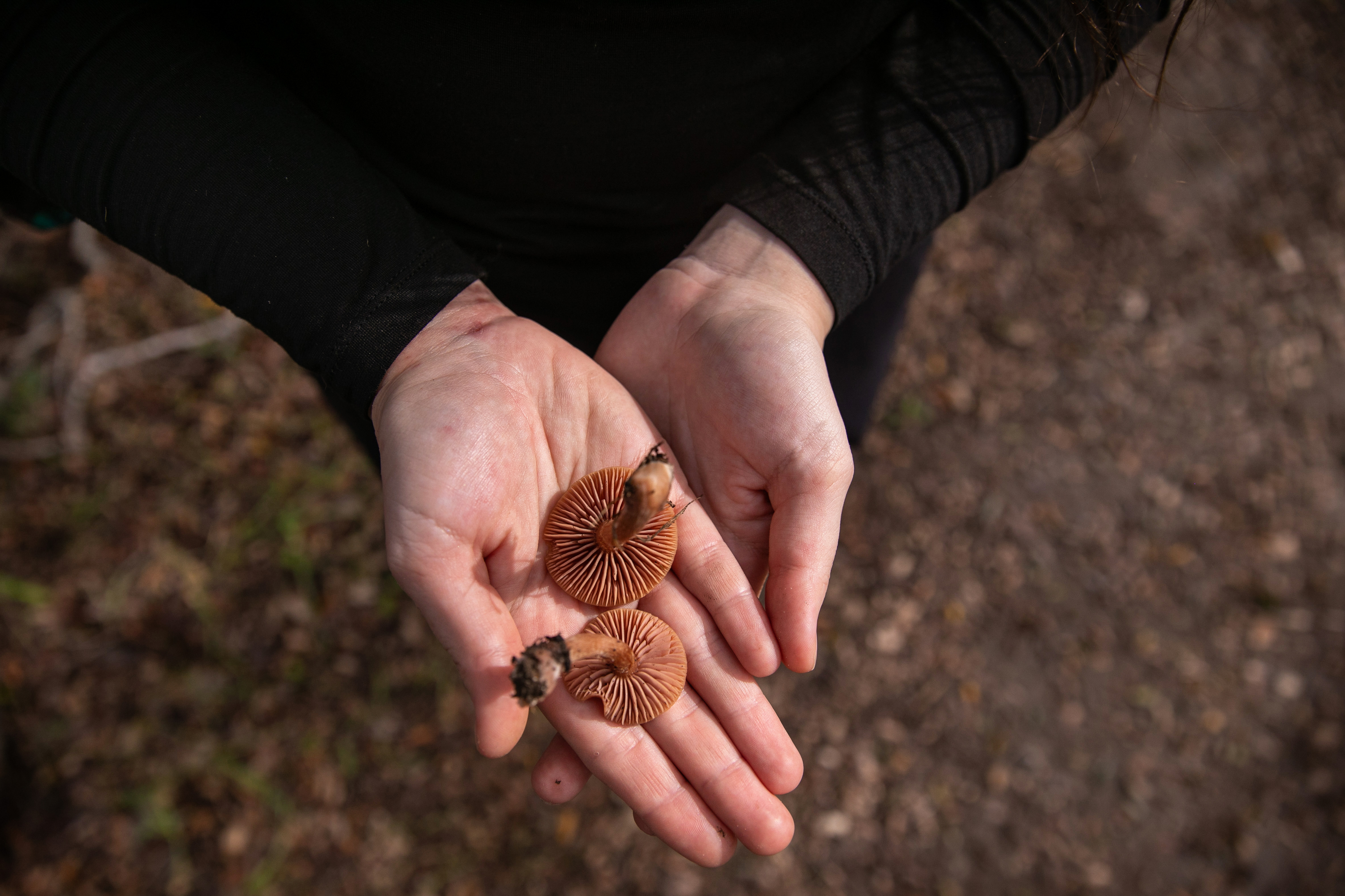 How to forage for mushrooms in Southern California - Vimarsana News