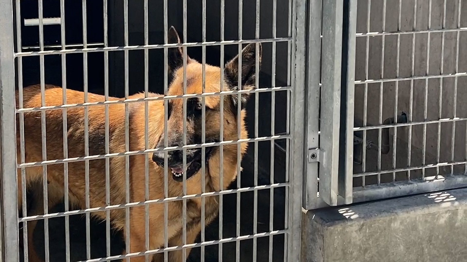 Inside the overcrowding crisis at L.A. animal shelters - Vimarsana News