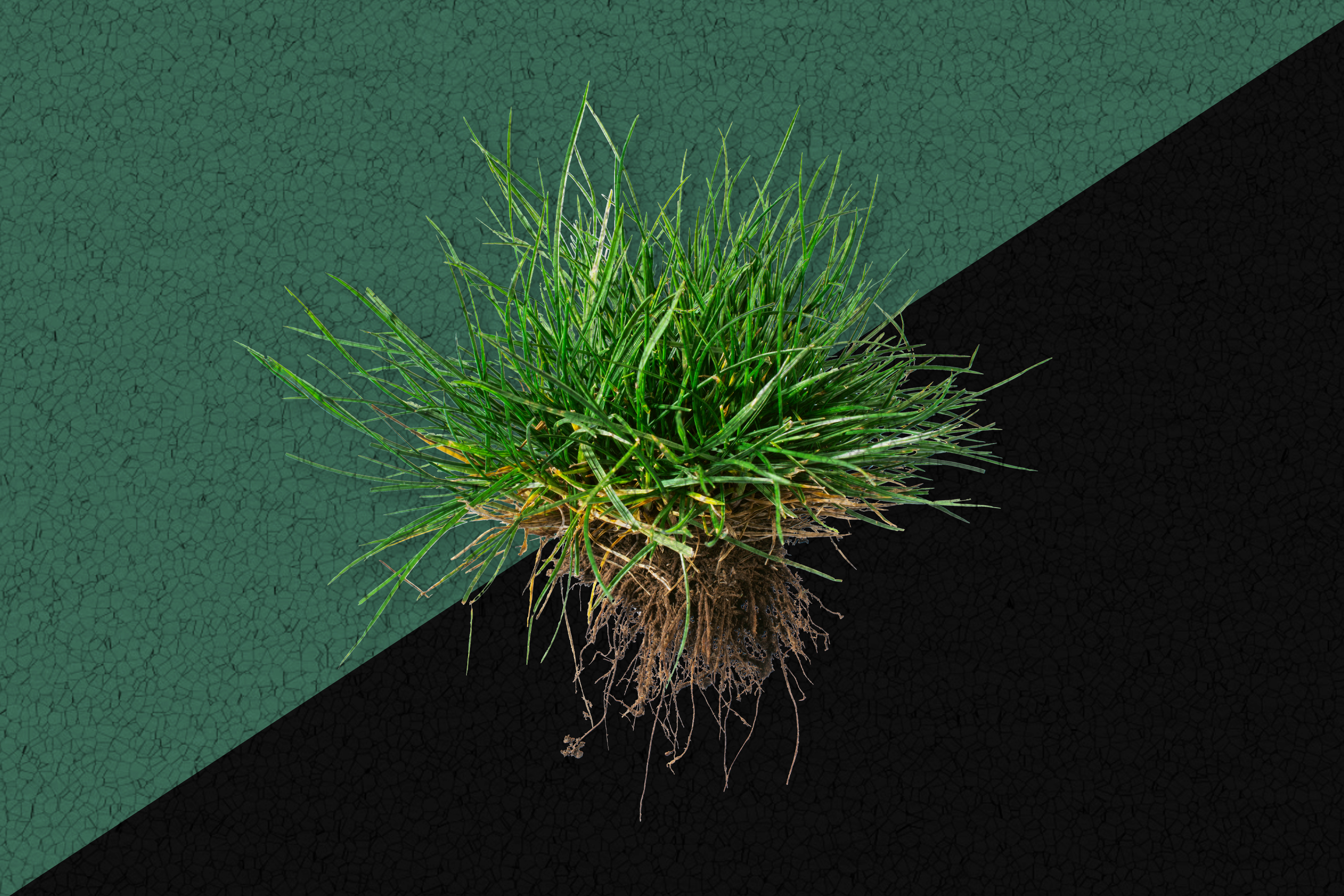 How to get rebates for removing turf in Los Angeles - Vimarsana News