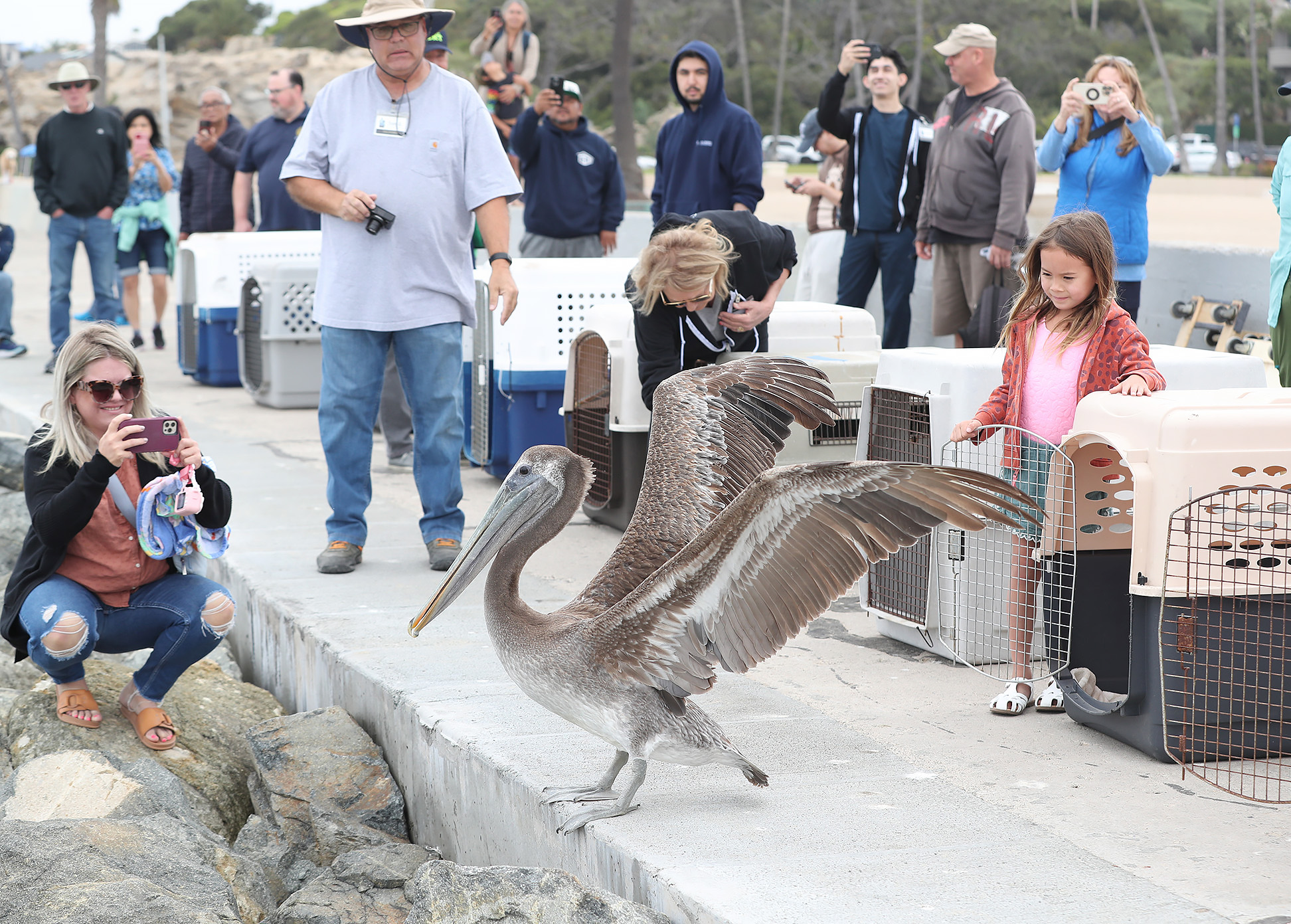 10 brown pelicans released in Corona del Mar after mass starvation - Vimarsana News