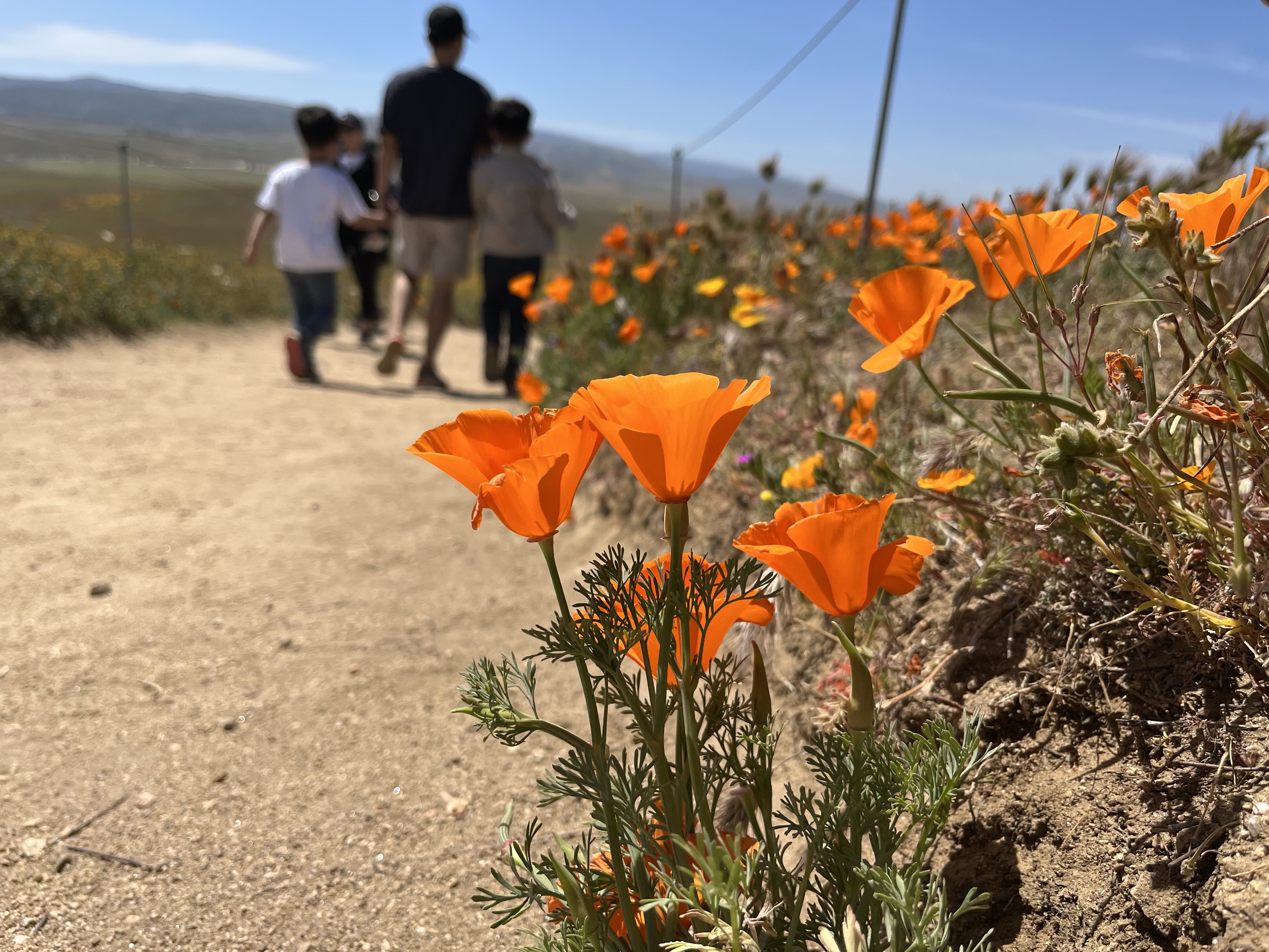 Just how poppin' is this year's California poppy bloom? - Vimarsana News