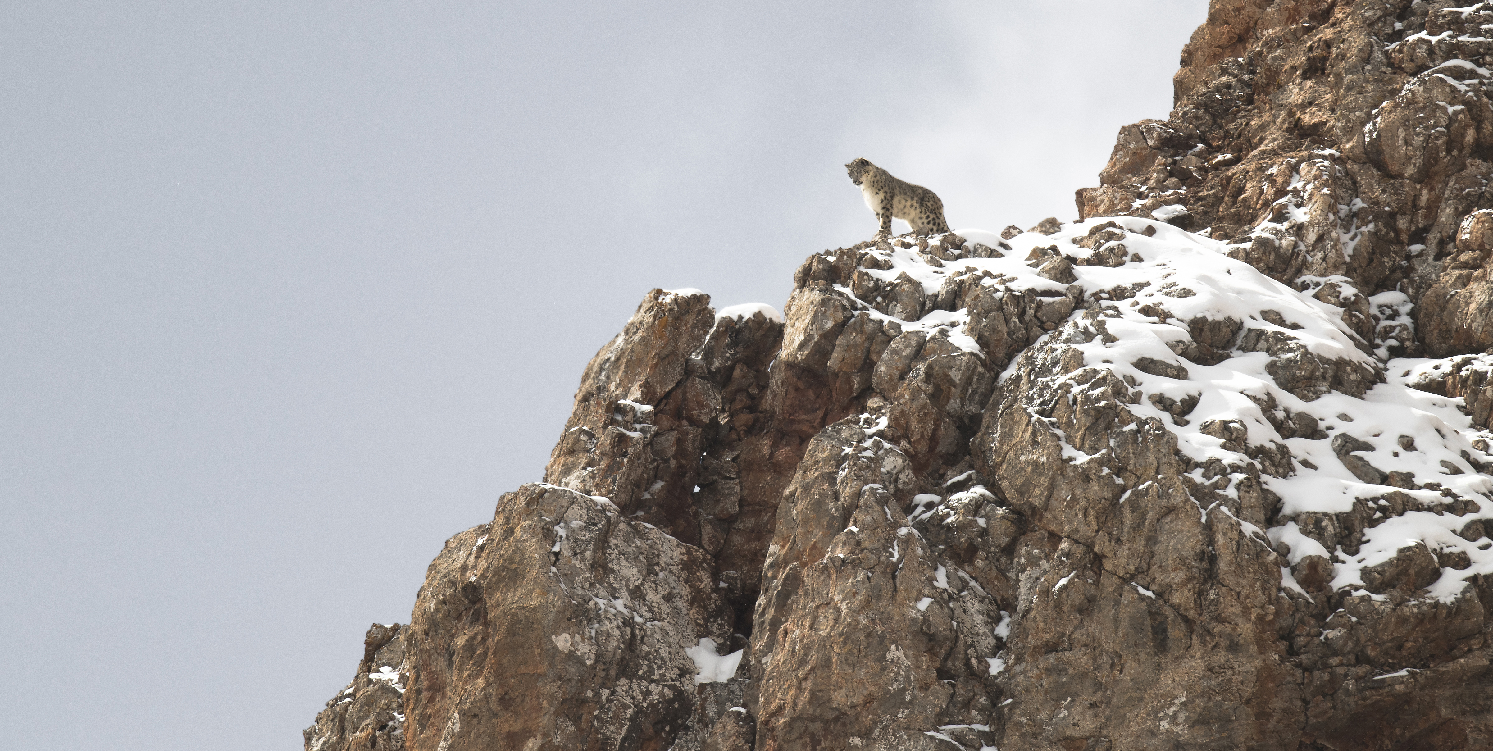 'The Velvet Queen' review: Seeking the snow leopard in Tibet - Vimarsana News
