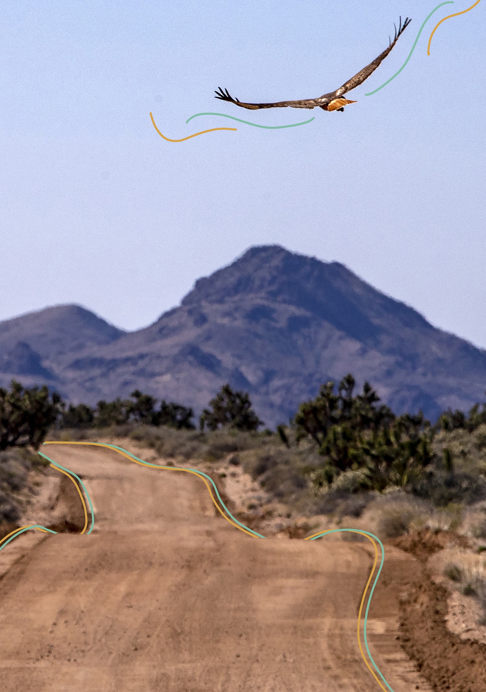 Put Mojave Road on your post-pandemic travel list - Vimarsana News