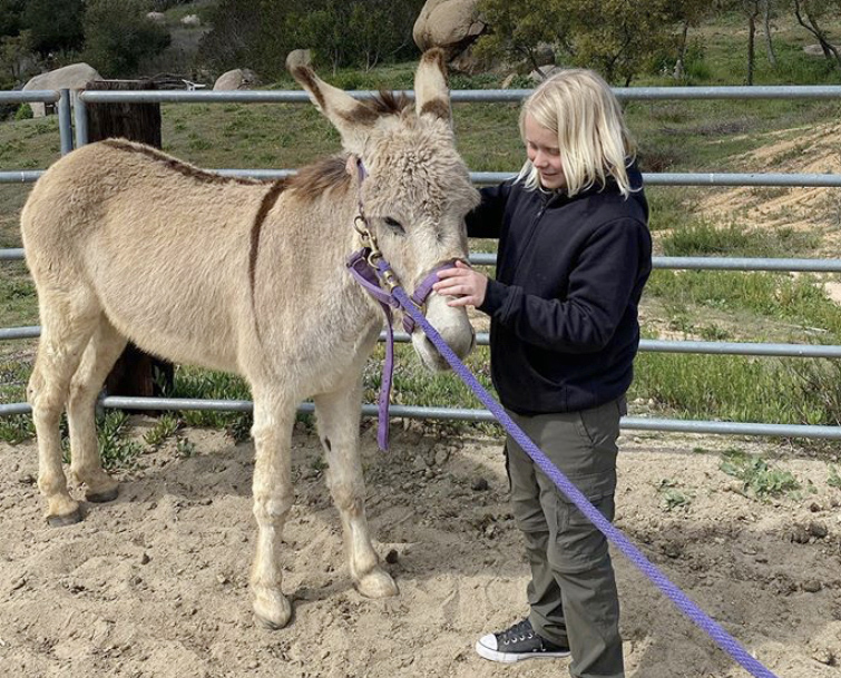 Horses lead the way on road to recovery at Rebels Farm - Vimarsana News