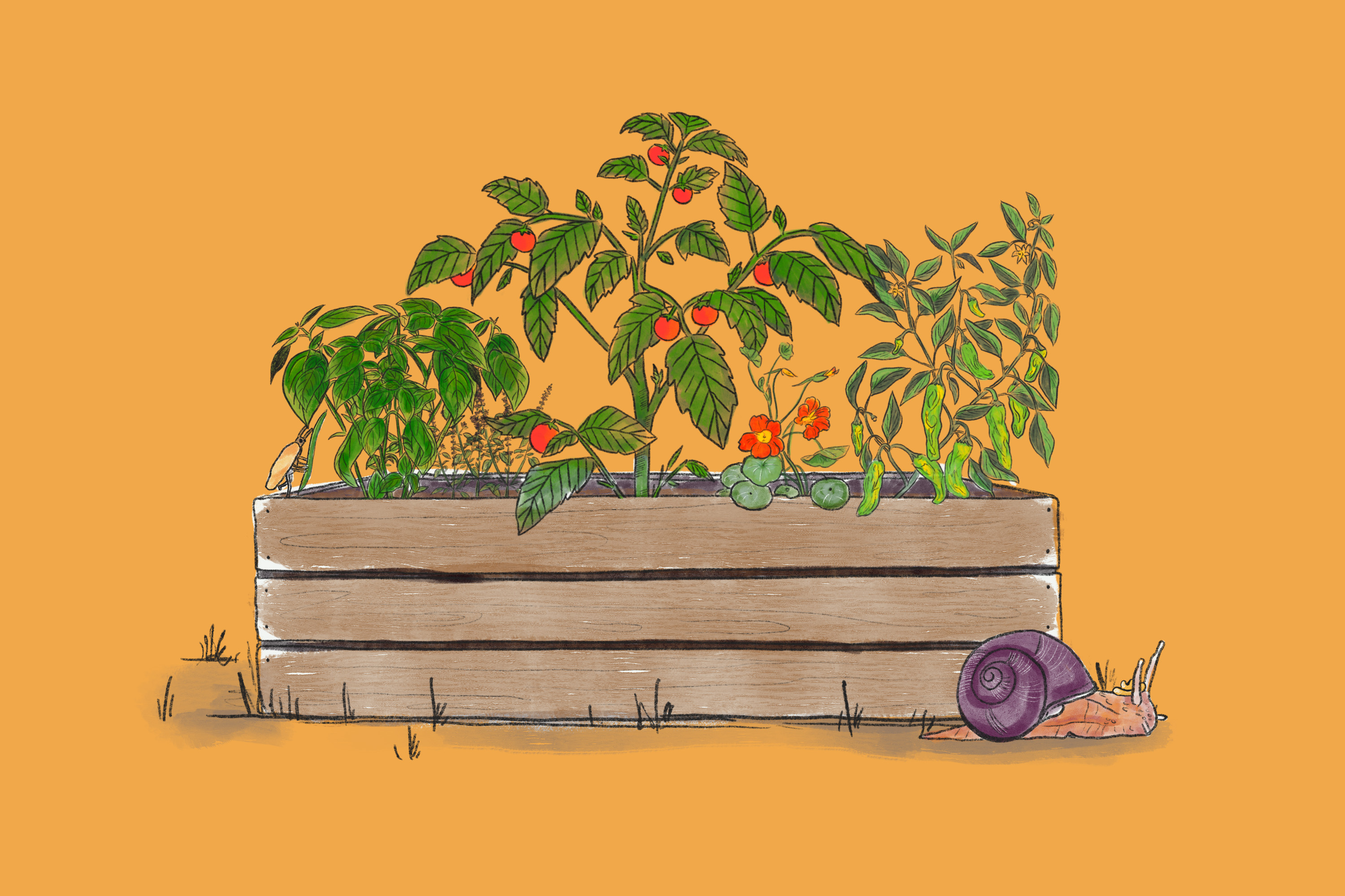 Best plants for raised garden beds in Los Angeles - Vimarsana News