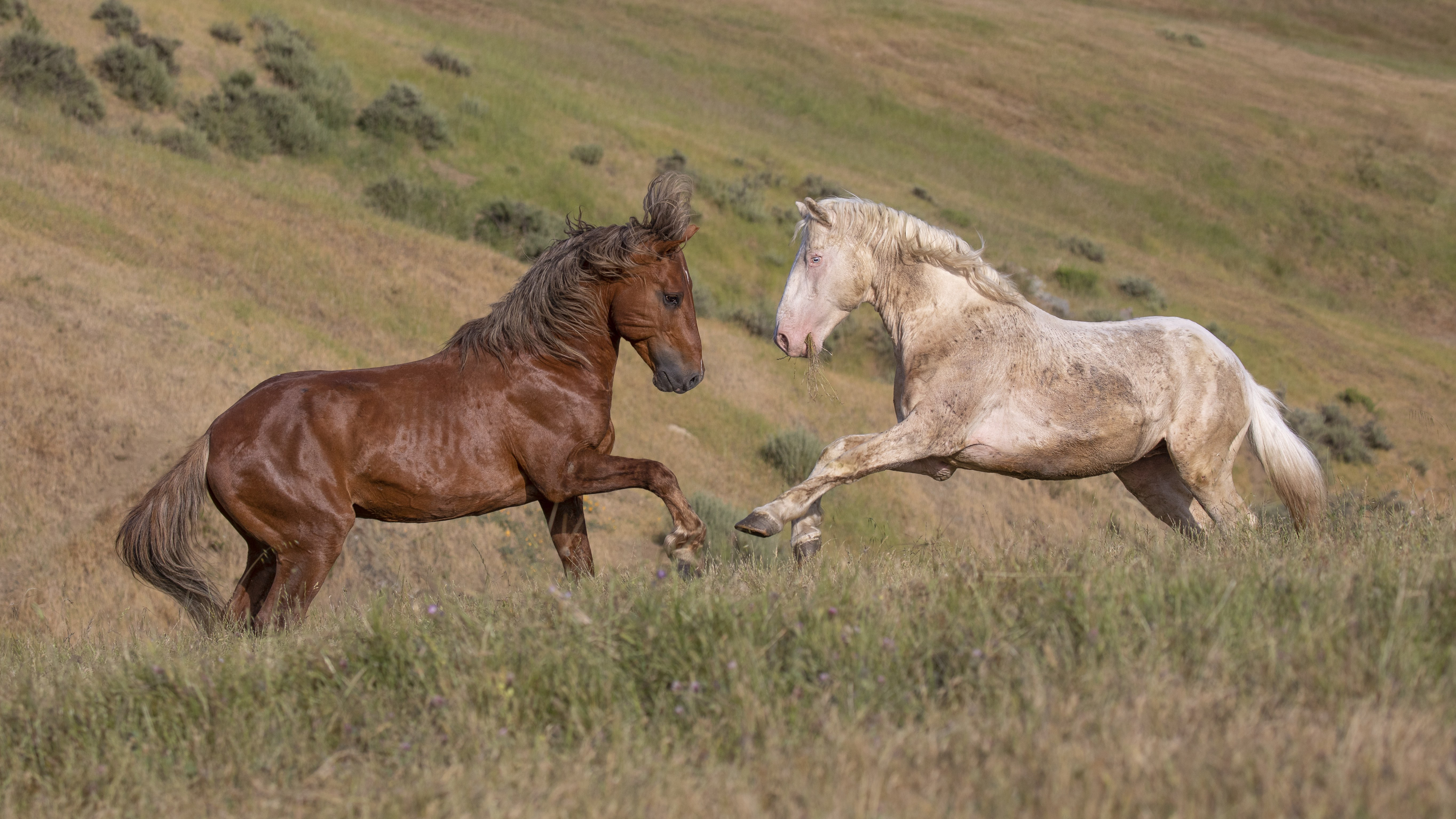 'The Mustangs' review: Lovely portrait is a little too placid - Vimarsana News