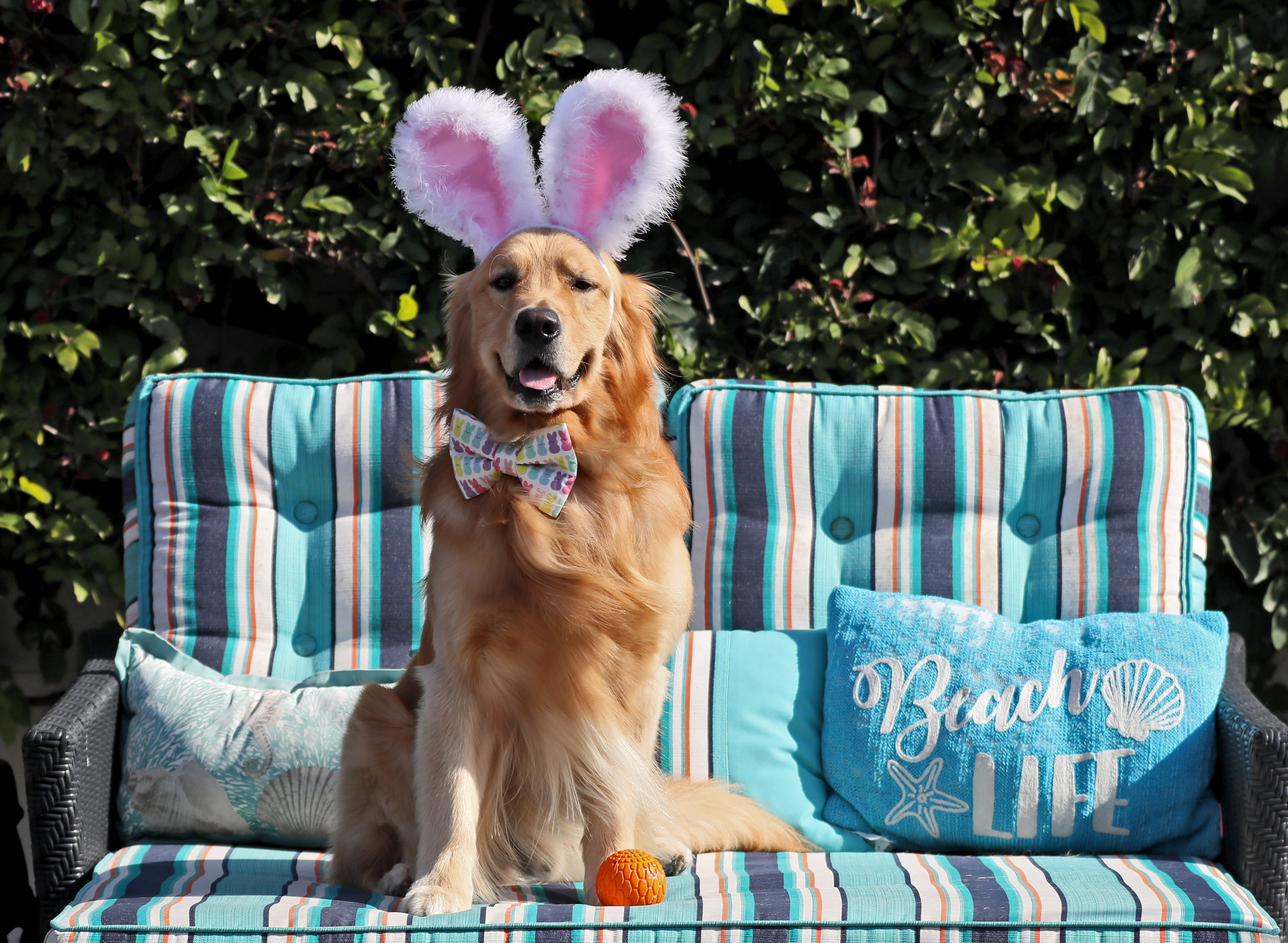 Huntington Beach's Fletcher the dog a finalist in Cadbury Bunny tryouts - Vimarsana News
