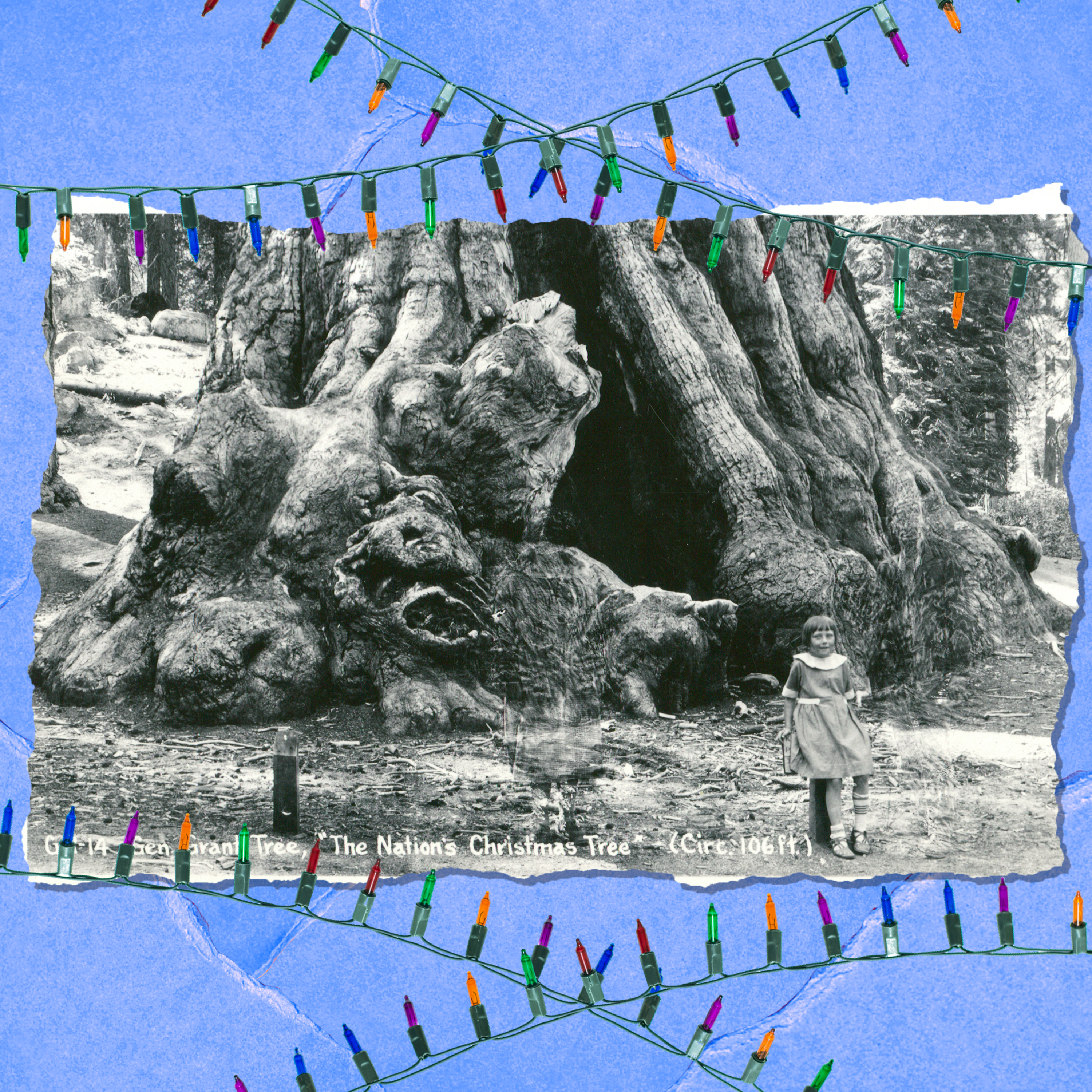 Surprisingly, the Nation's Christmas Tree is a redwood - Vimarsana News