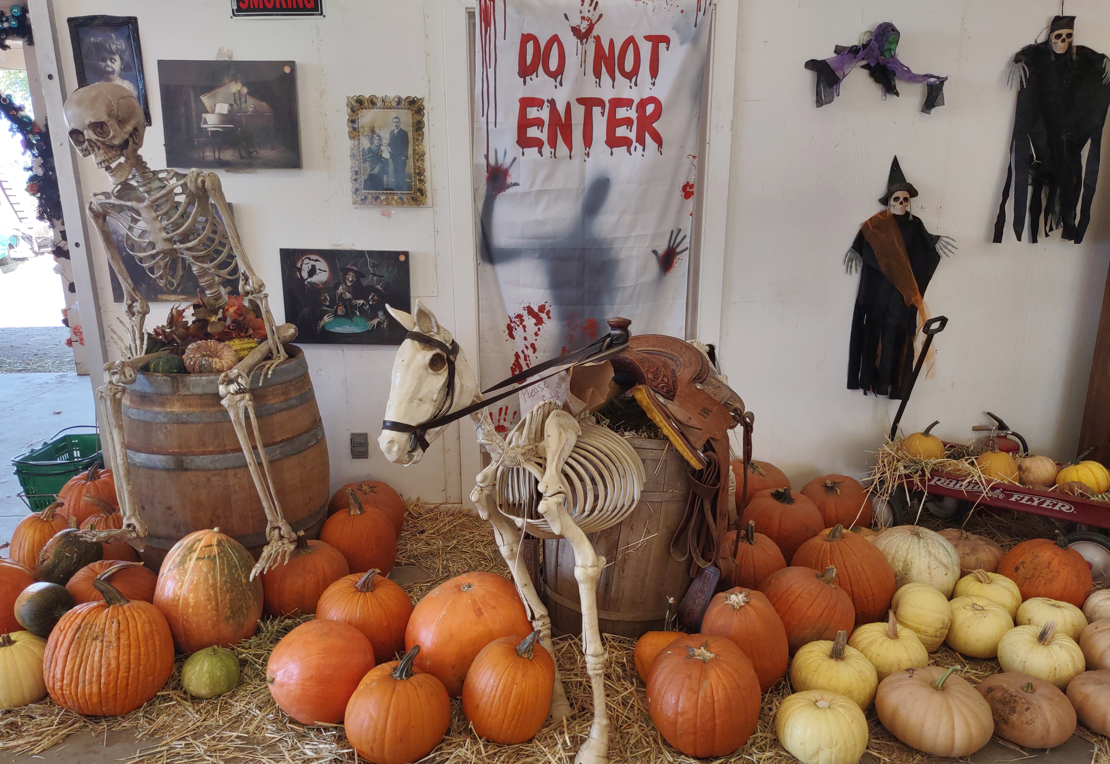 Ramona News Briefs: Halloween is time for pumpkin picking at Mountain Valley Ranch - Vimarsana News
