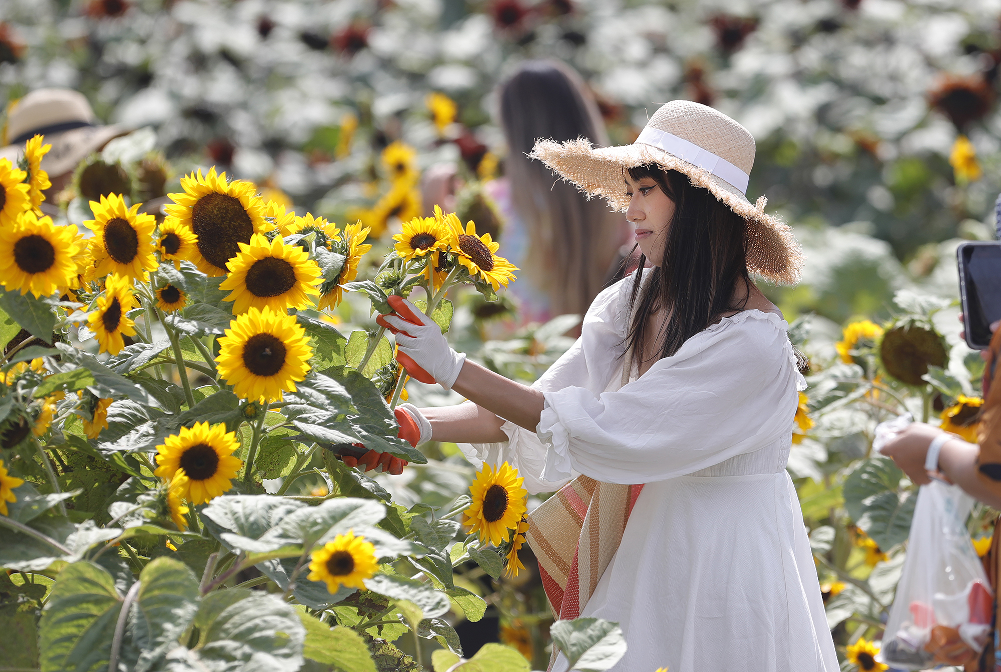 Tanaka Farms expands from Irvine to Costa Mesa, planting roots with Hana Field - Vimarsana News