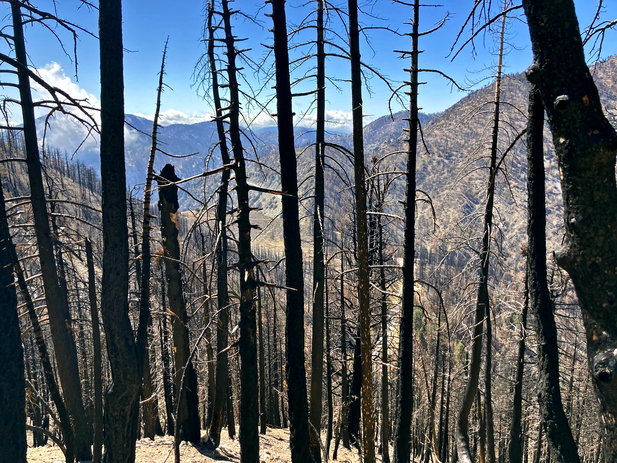 Hiker's heartbreak over climate change in L.A.'s mountains - Vimarsana News
