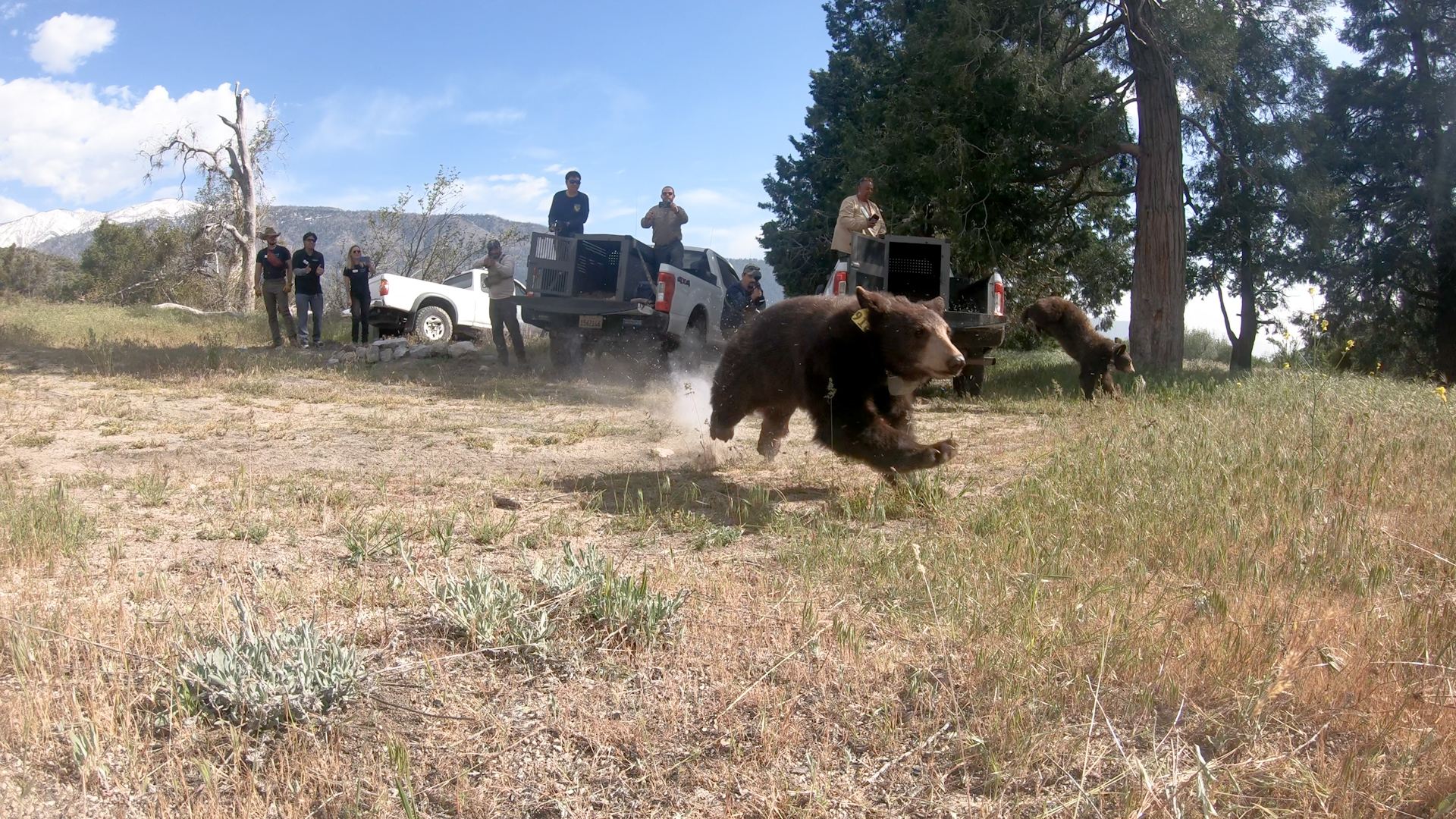 Two orphaned Black bears released back into wild after rehab in Ramona - Vimarsana News
