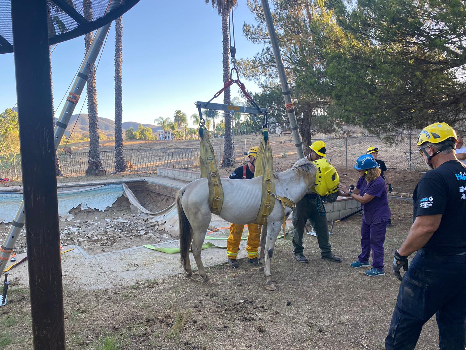 Horse rescued after wandering into empty swimming pool in Jamul - Vimarsana News
