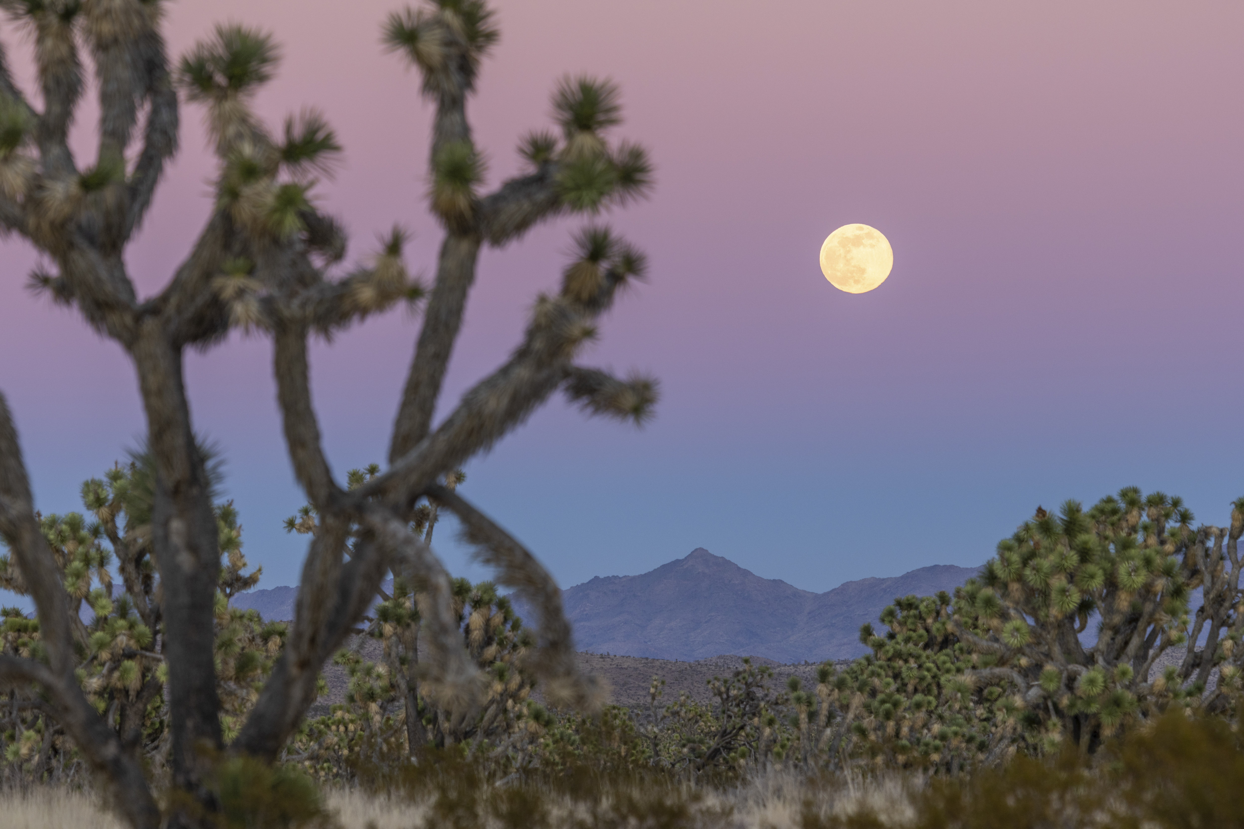 'The place where shamans dream': Safeguarding Spirit Mountain - Vimarsana News