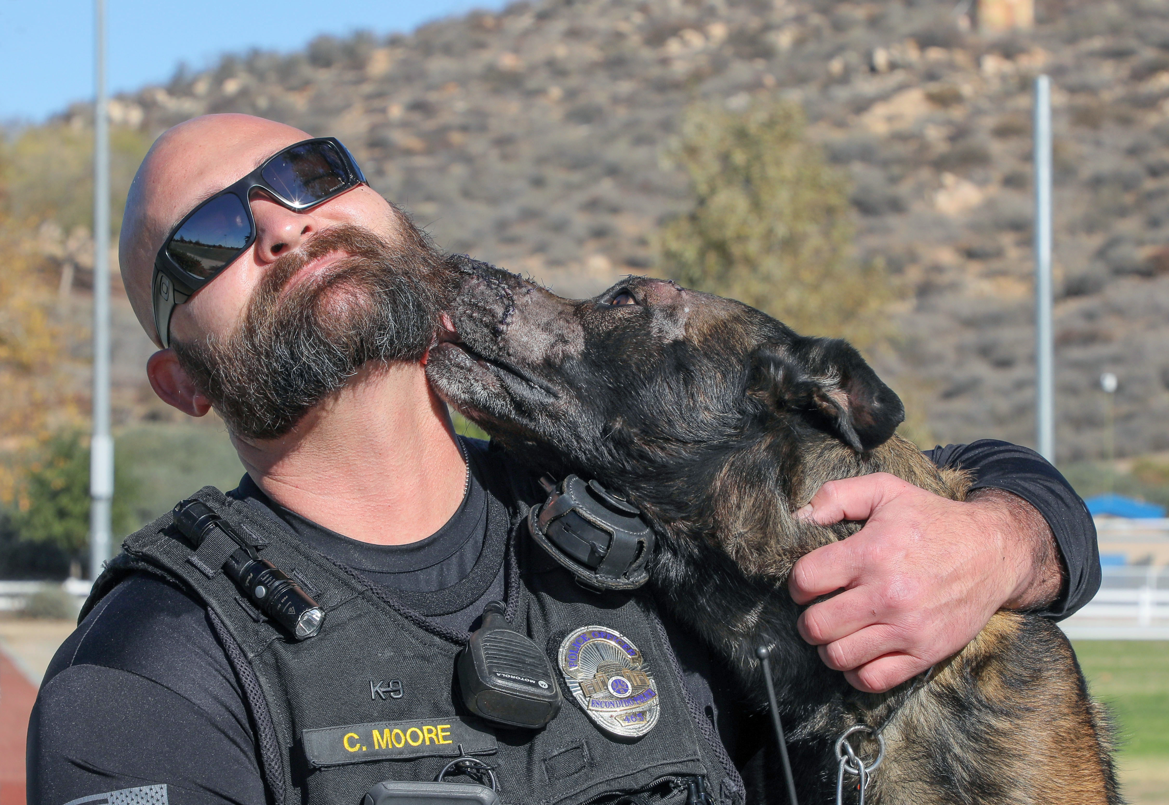 Police dog recovering after being stabbed 27 times - Vimarsana News