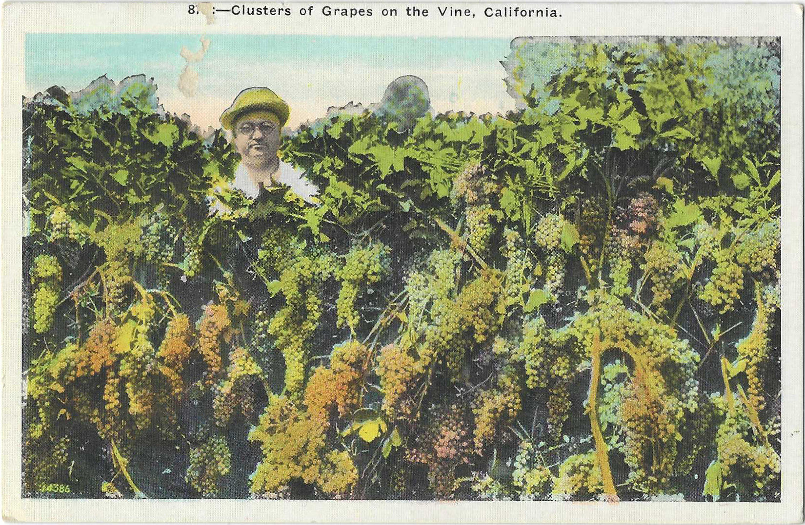 Before citrus and before suburbs, L.A. made wine - Vimarsana News