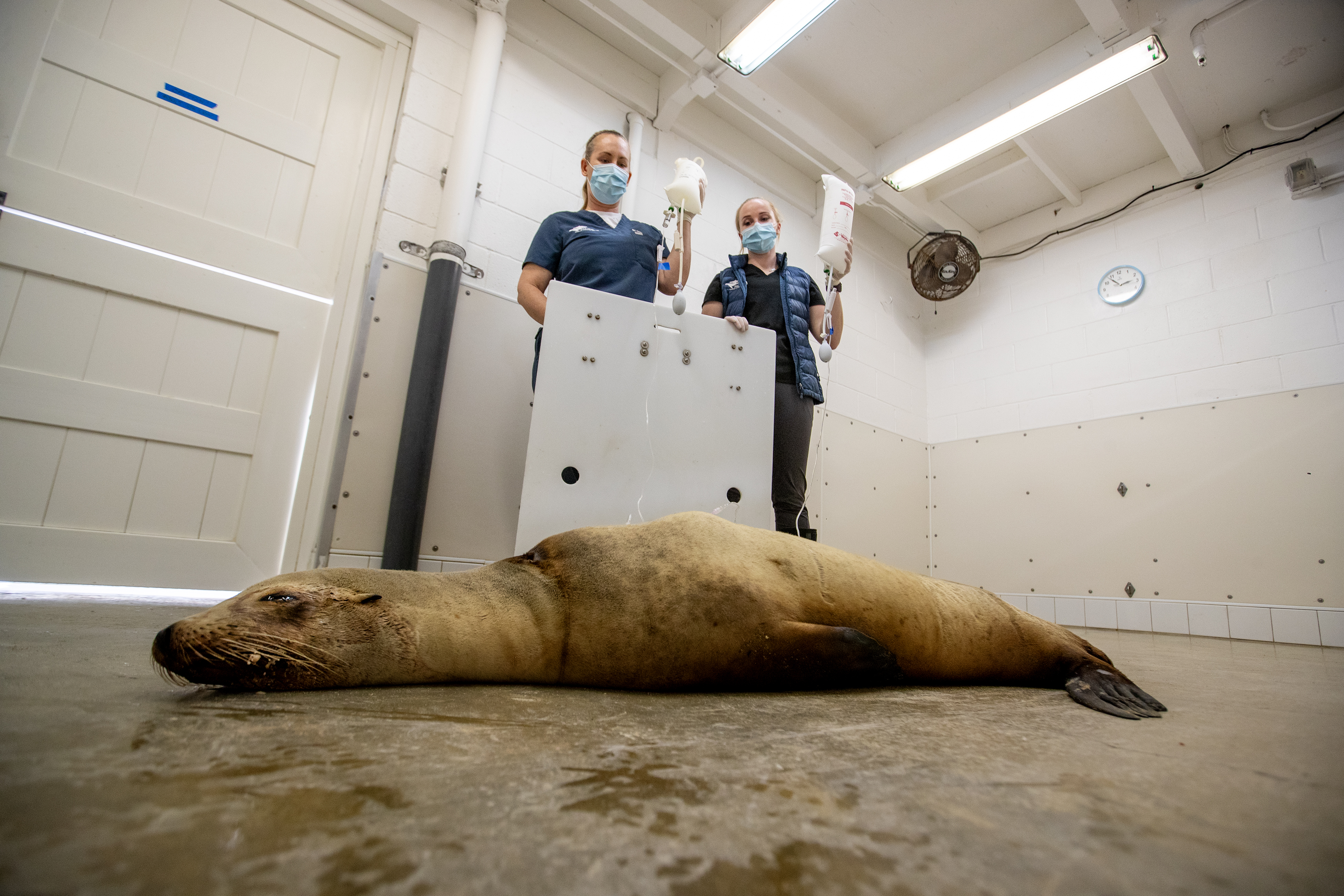 New peril for California beachgoers: aggressive, biting sea lions - Vimarsana News