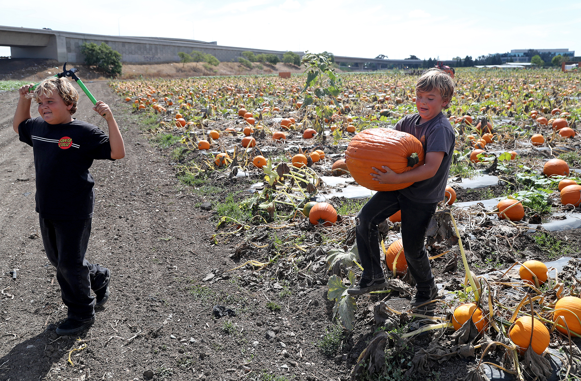 Pick-your-own pumpkins at Costa Mesa's Hana Field lets anyone be a Halloween hero - Vimarsana News
