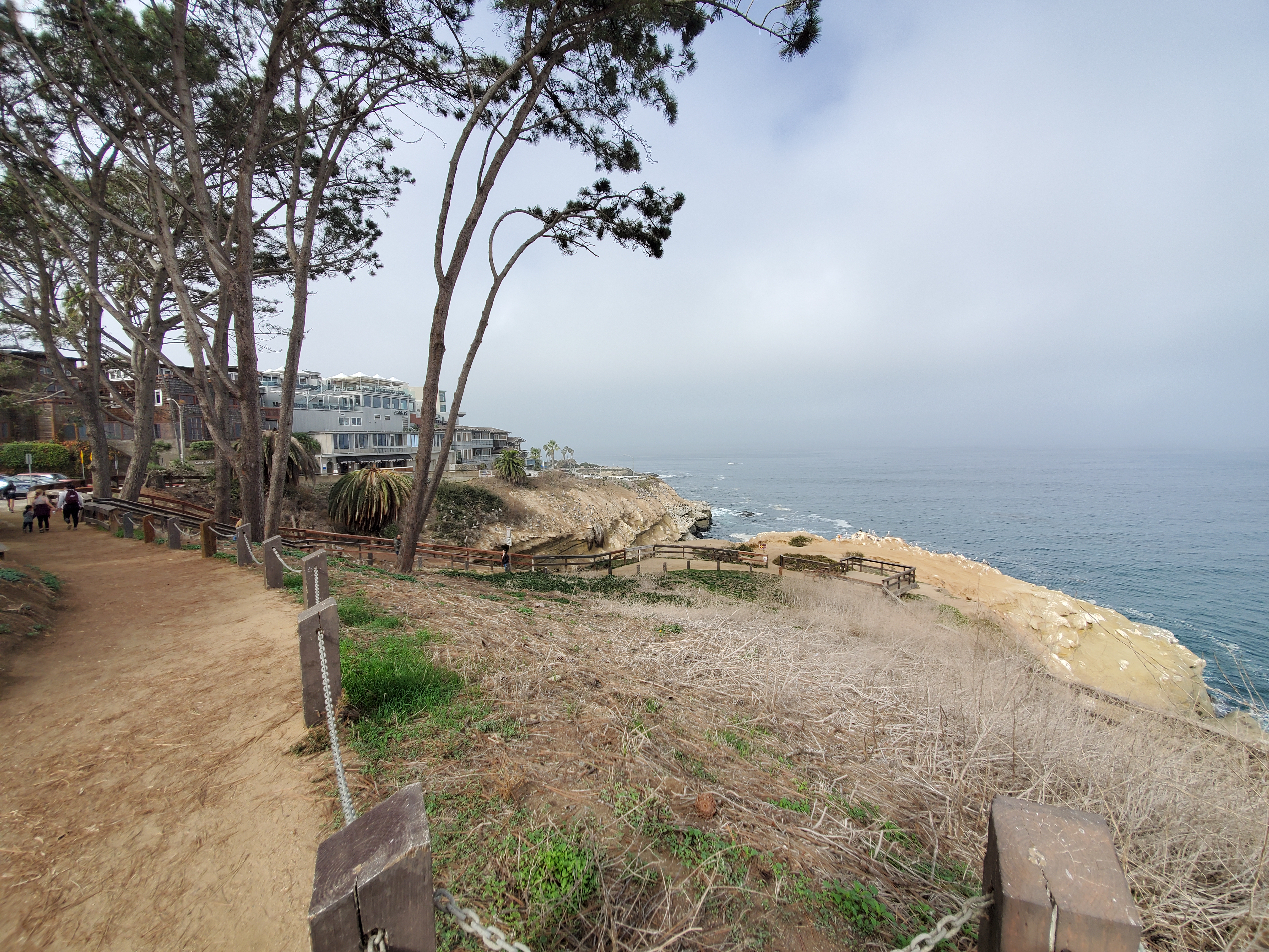 Coast Walk Trail to get seven new Torrey pine trees - Vimarsana News