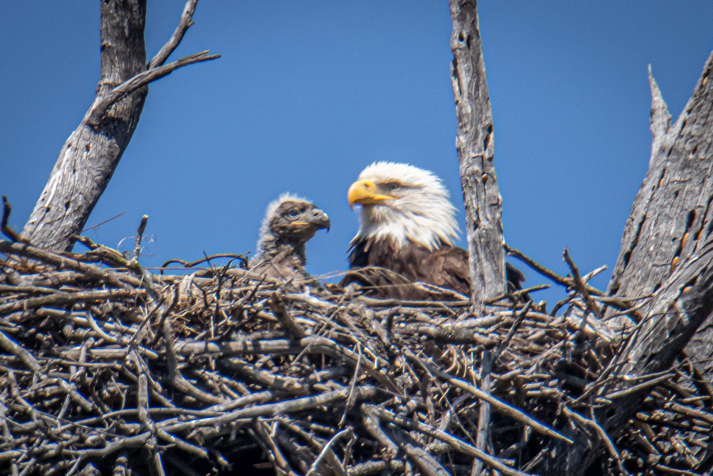 Column: Breathtaking sight of bald eagles more and more common in county - Vimarsana News