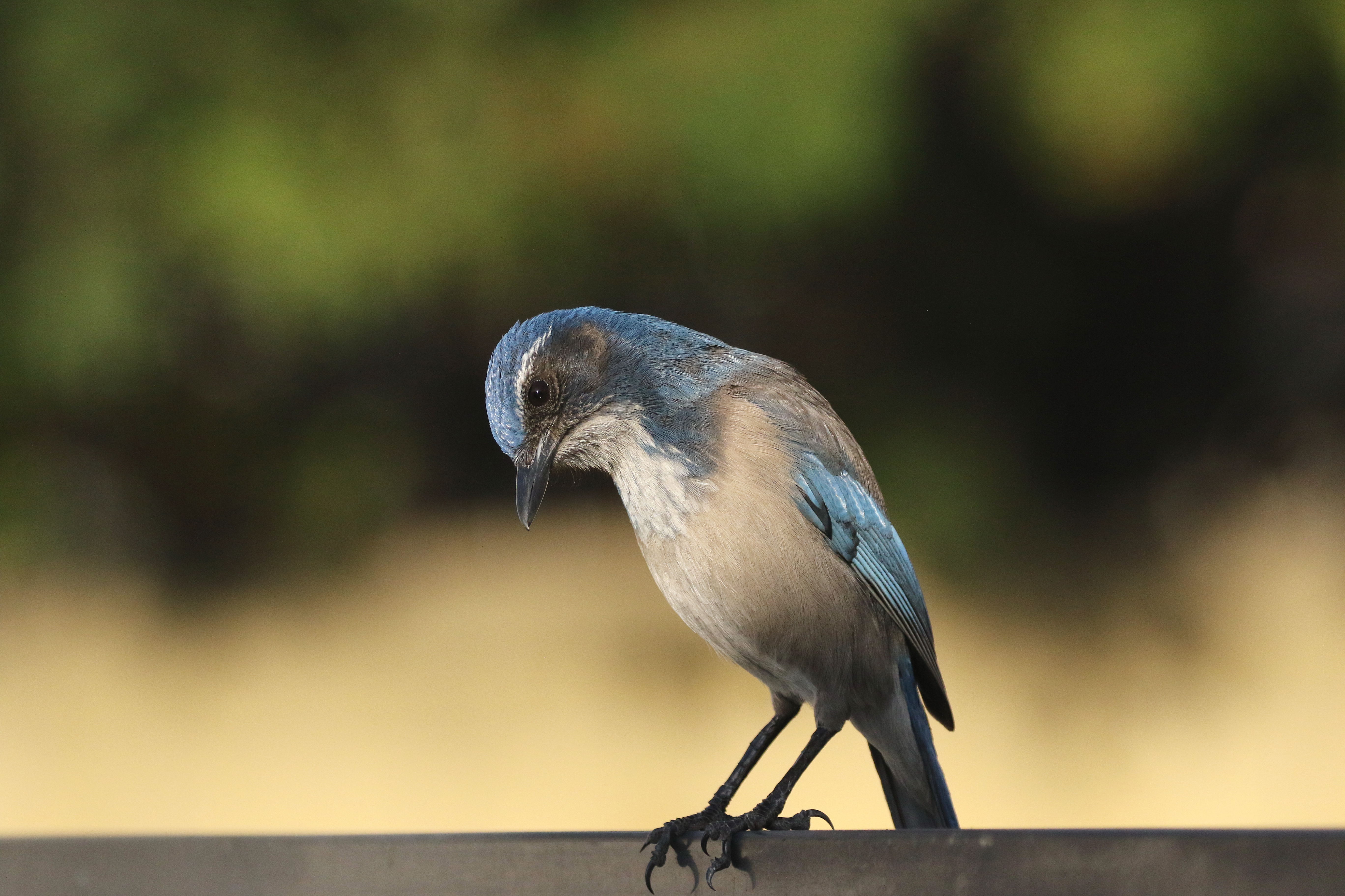Essential California: The pandemic and the scrub jays - Vimarsana News