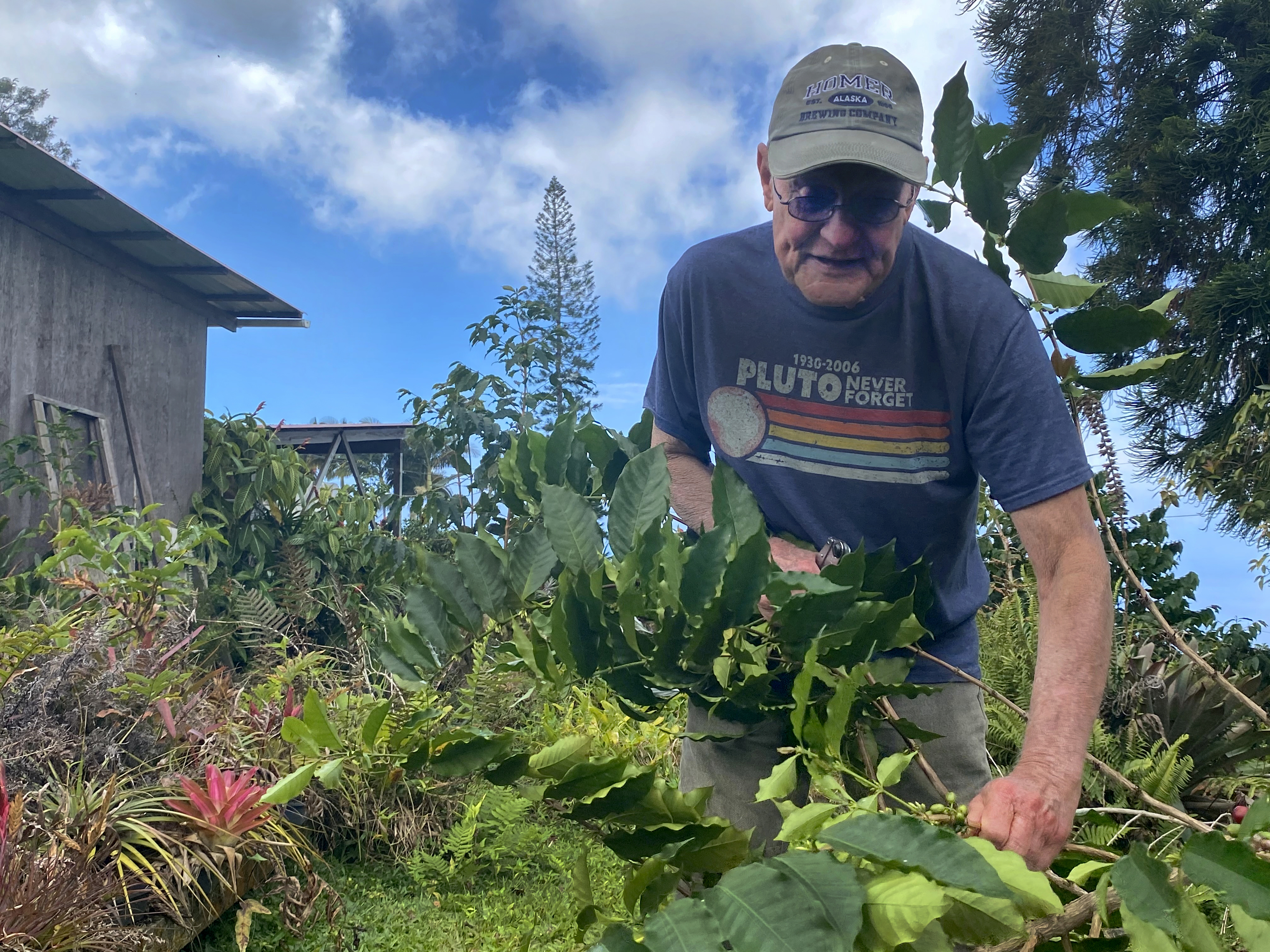 Hawaii coffee farmers hope lawsuit settlements guarantee the Kona in your cup is real - Vimarsana News