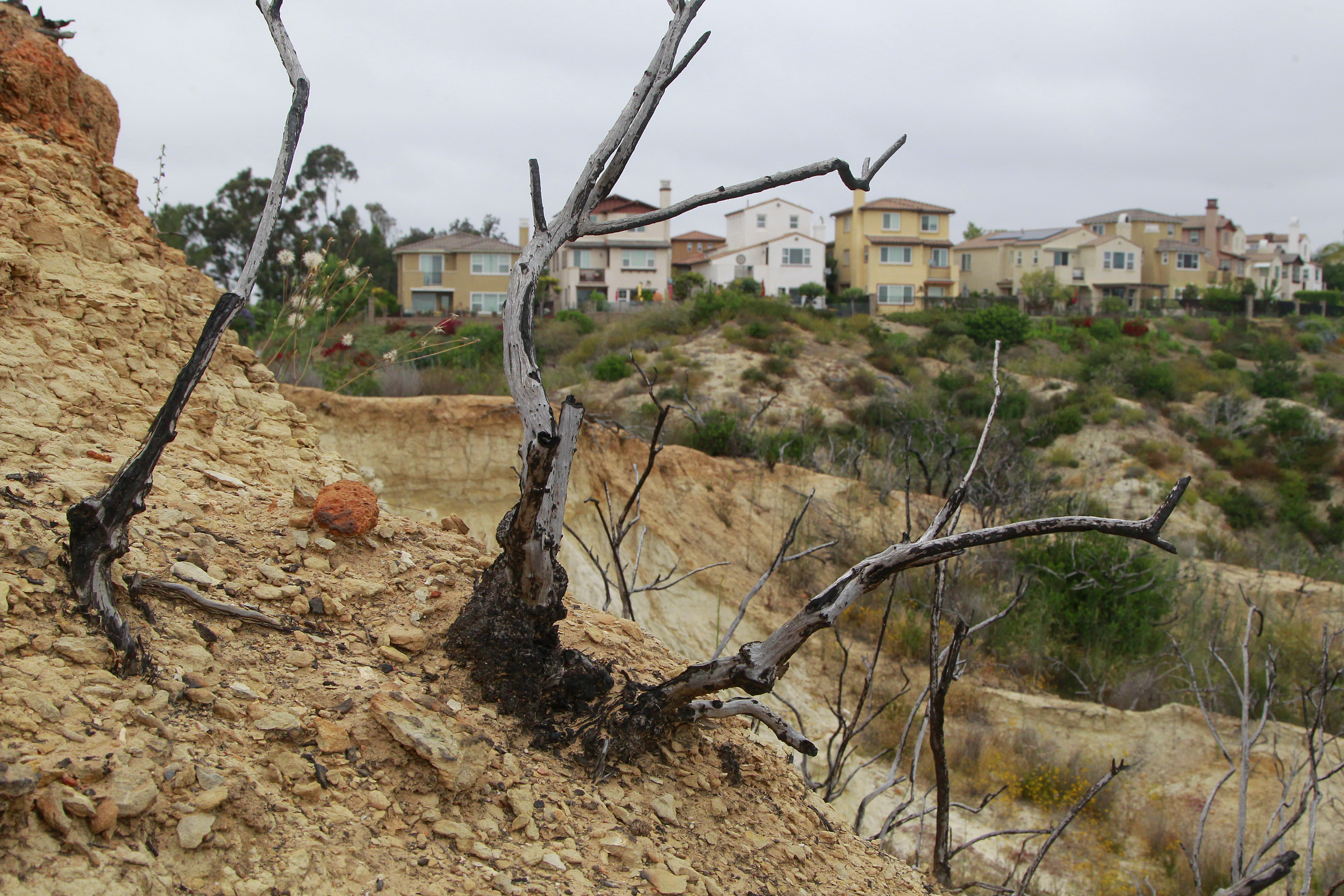 Native plants return to fire-scorched hillsides in Carlsbad - Vimarsana News
