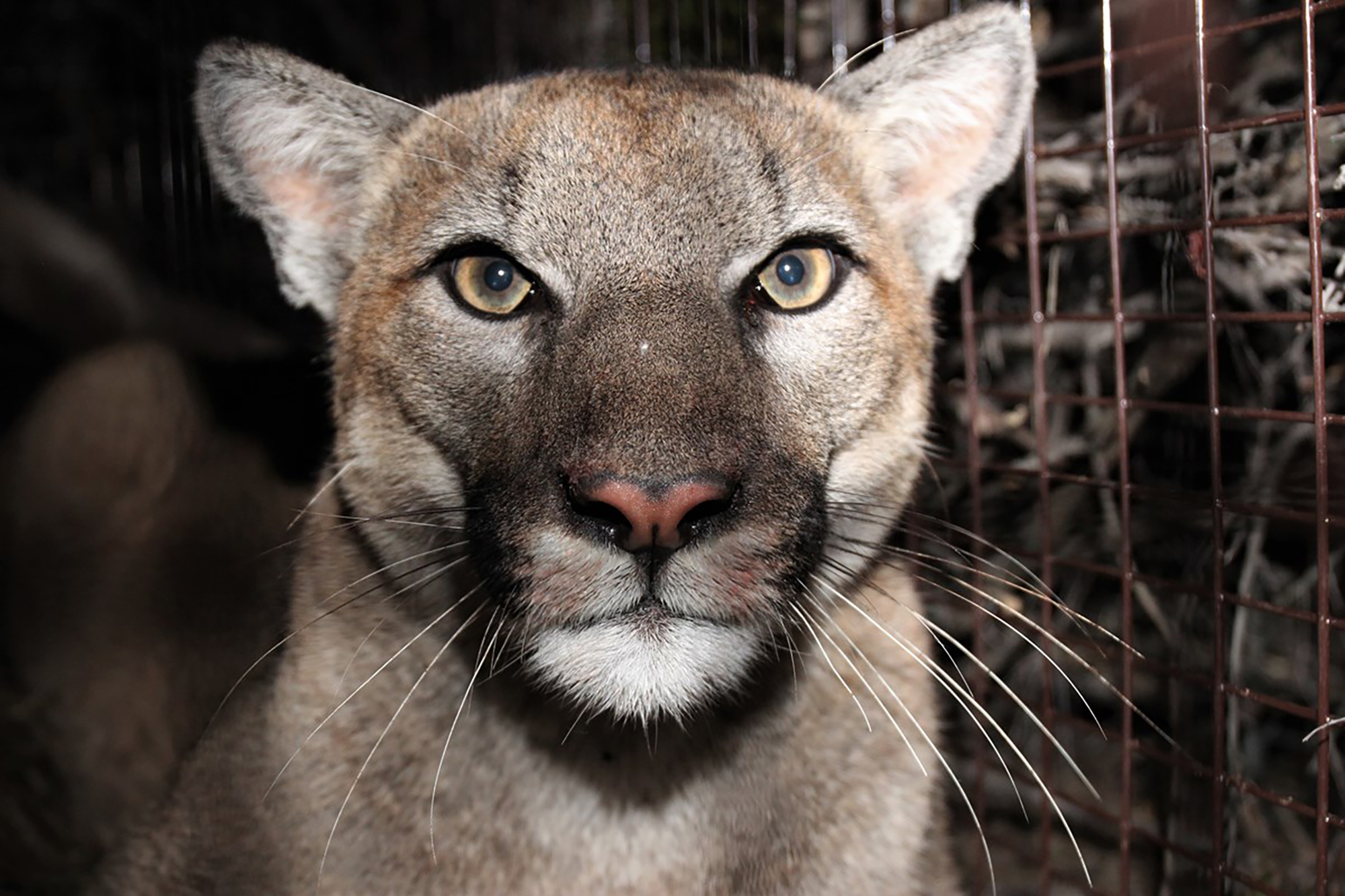 Coverage of mountain lions, including P-22, in California - Vimarsana News