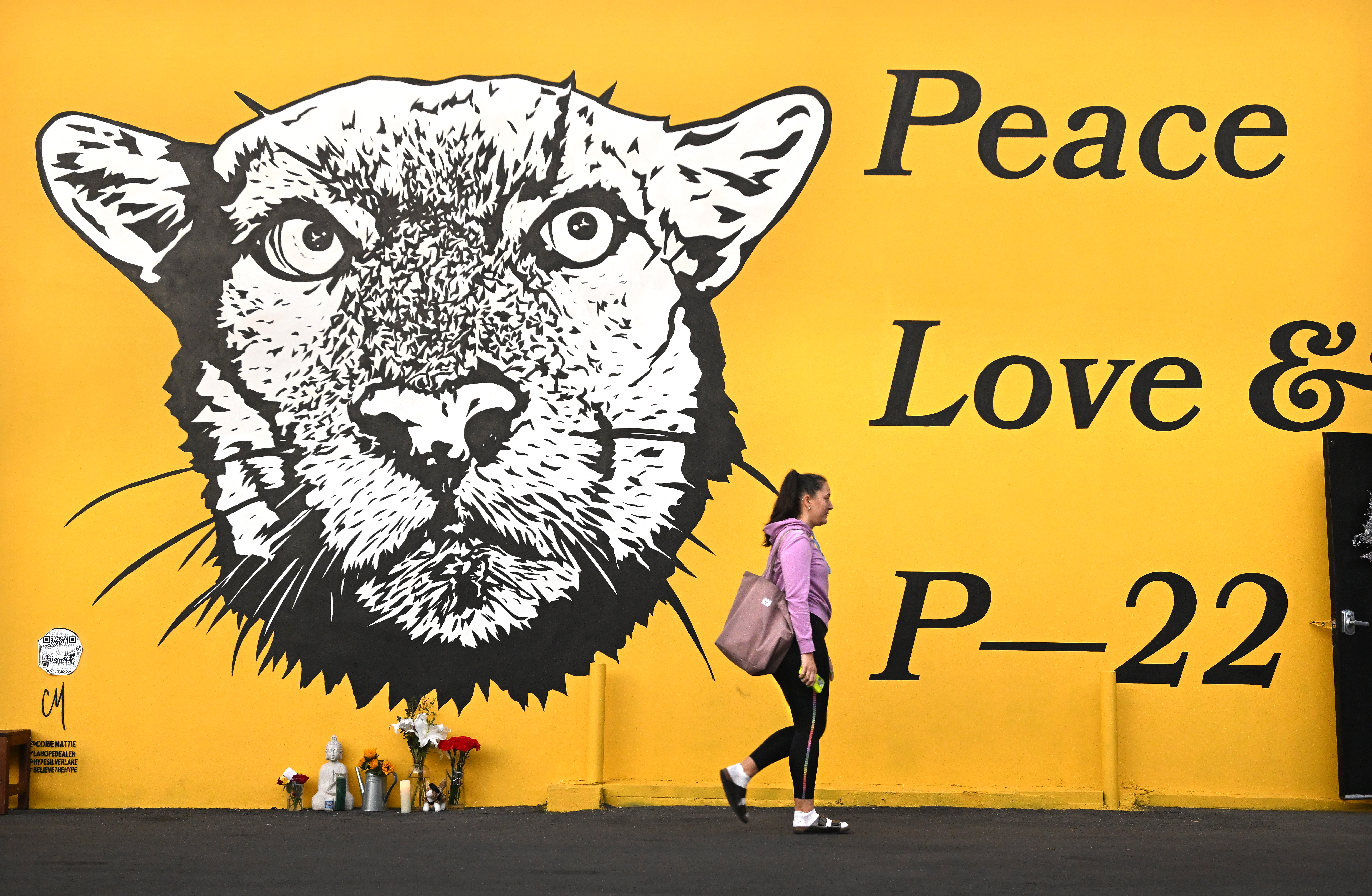 A P-22 statue? A star on the Walk of Fame? Tribute ideas pour in for famed mountain lion - Vimarsana News