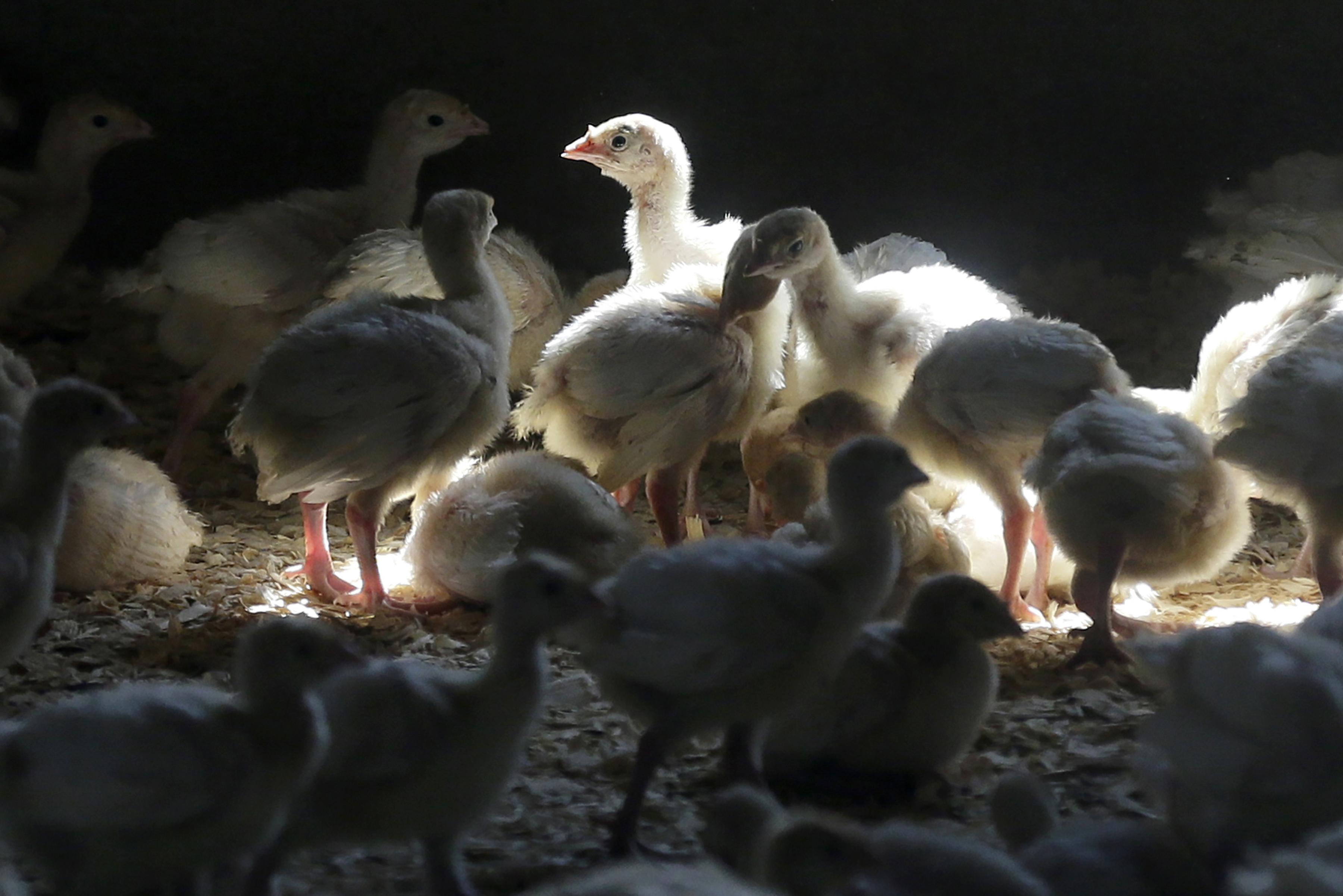 L.A. County sees year's first avian flu cases in wild birds - Vimarsana News