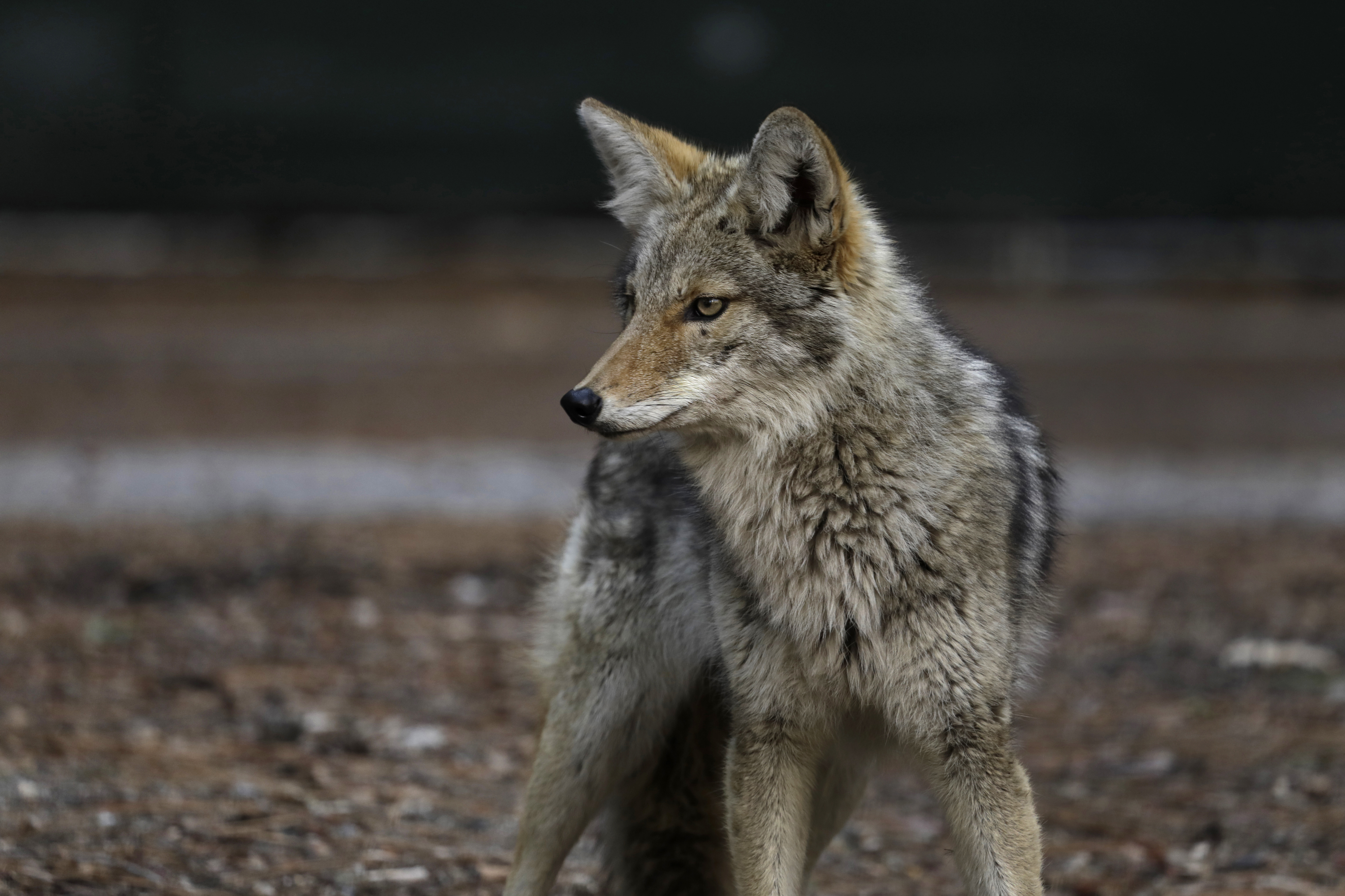Around Town: Huntington Beach to host town hall on coyotes Monday - Vimarsana News