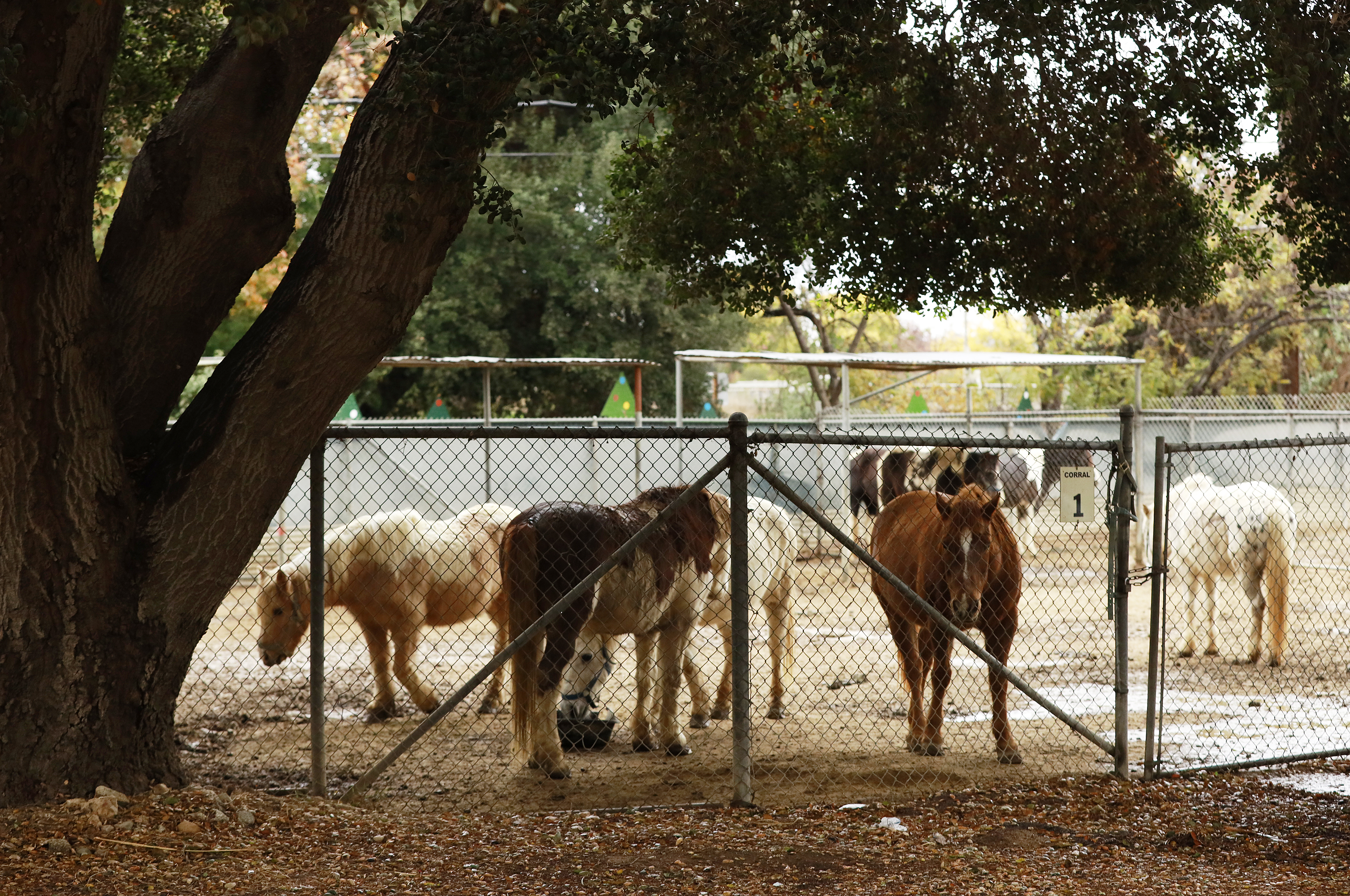 After more than 70 years, Griffith Park Pony Rides to close this month - Vimarsana News