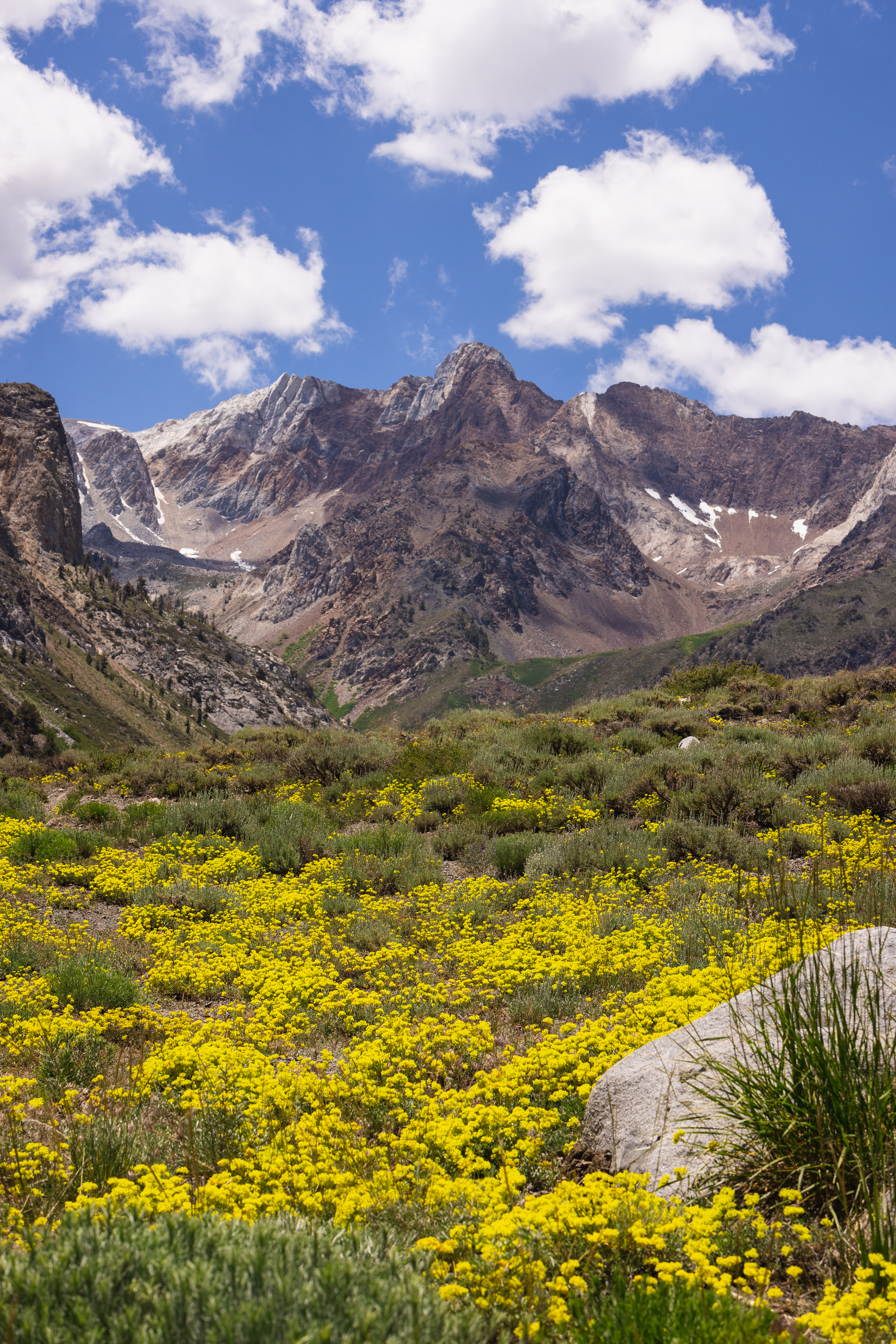 California travel: It's wildflower season in Mammoth Lakes - Vimarsana News