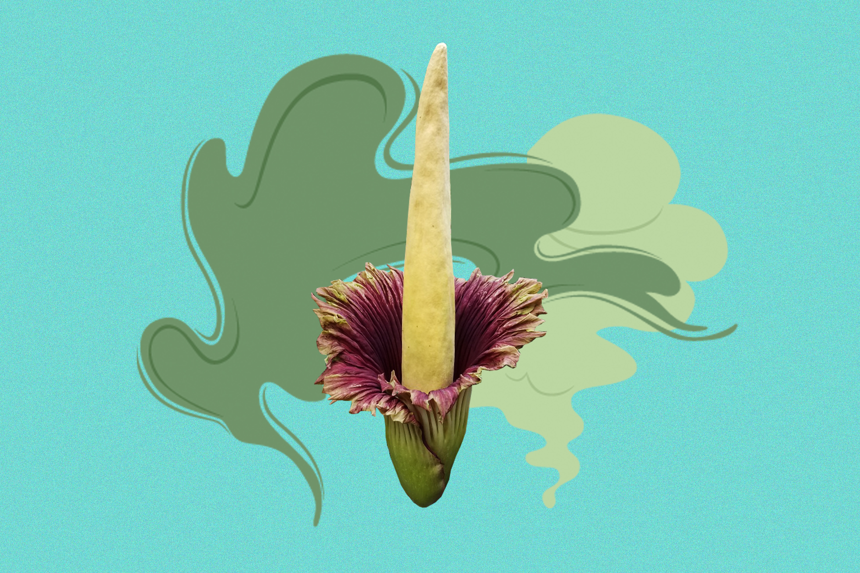 6 things to know about L.A.'s stinky corpse flower - Vimarsana News
