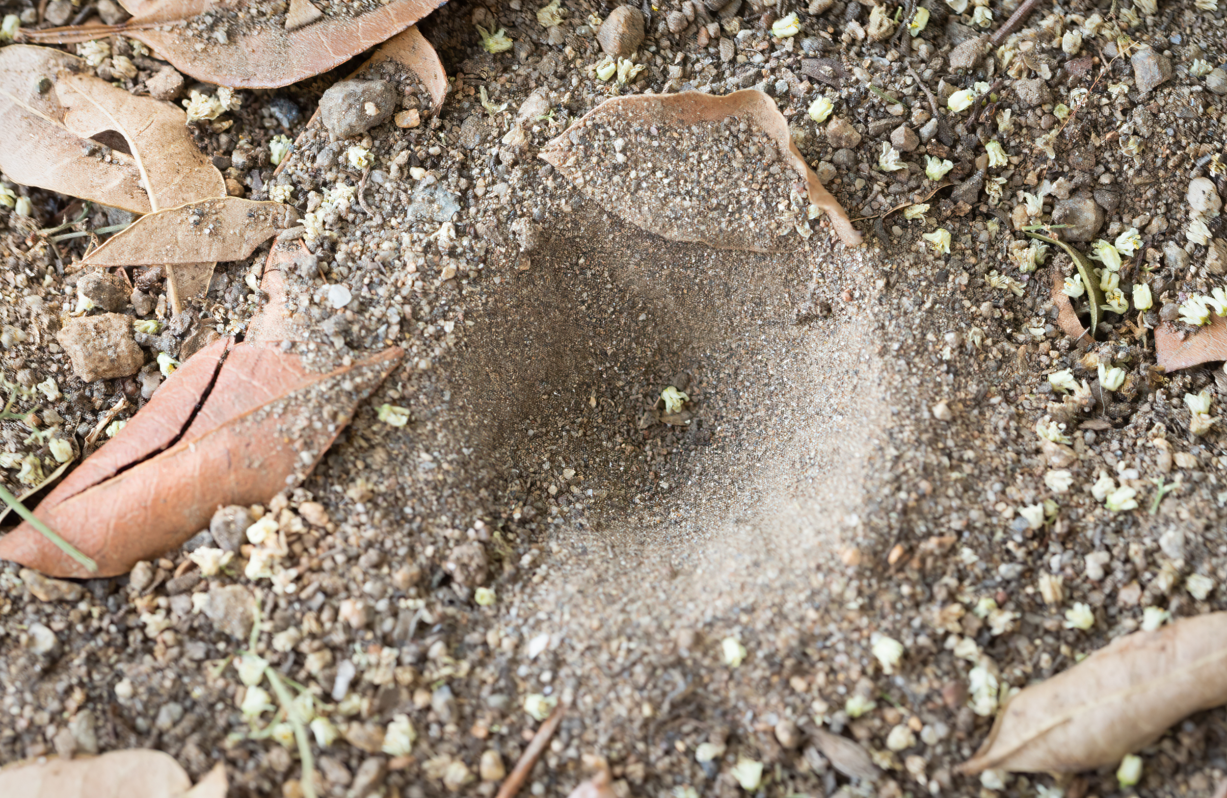 Column: Tiny creature has menacing look, but it's considered beneficial - Vimarsana News