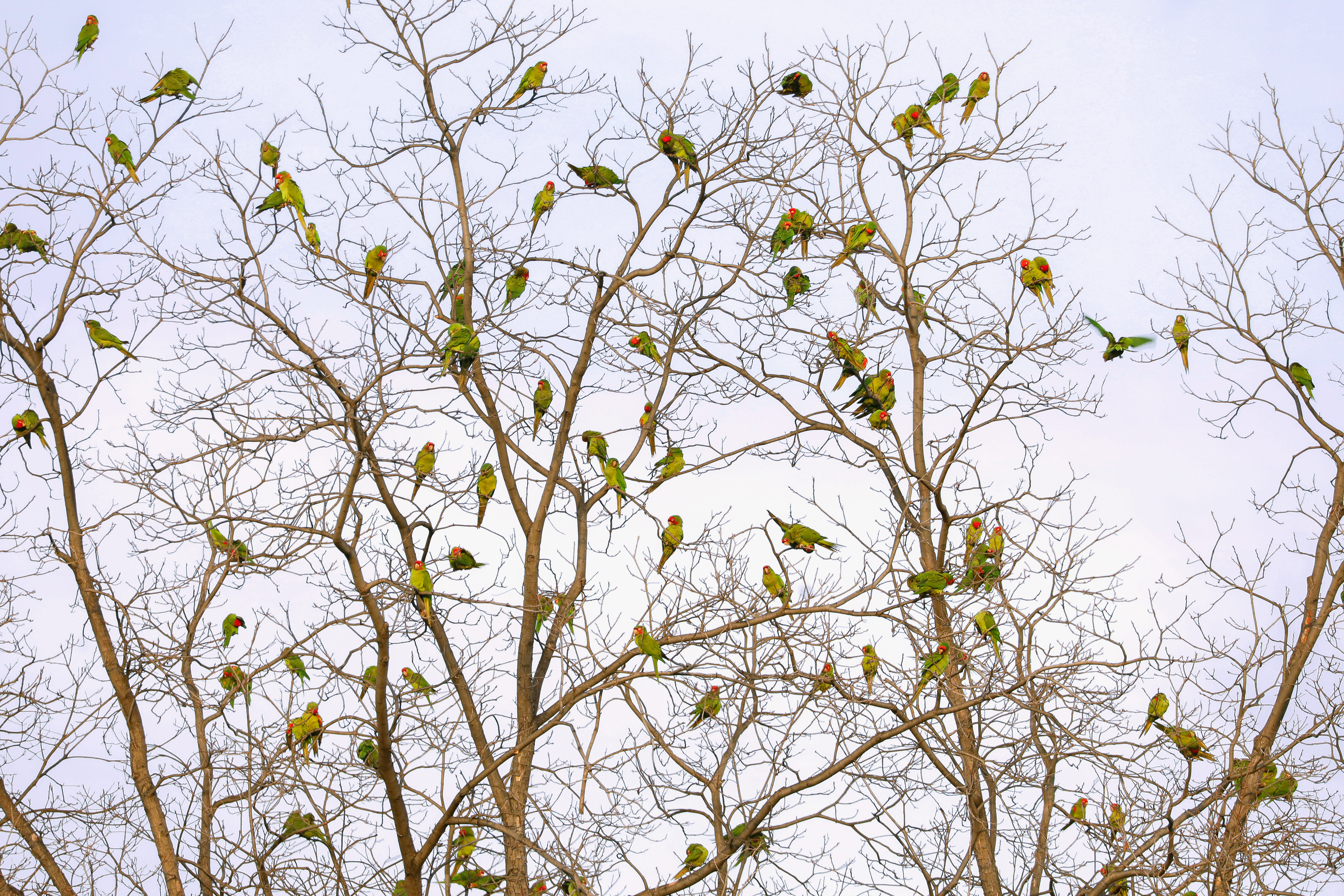 Why L.A. parrots are getting louder - Los Angeles Times - Vimarsana News
