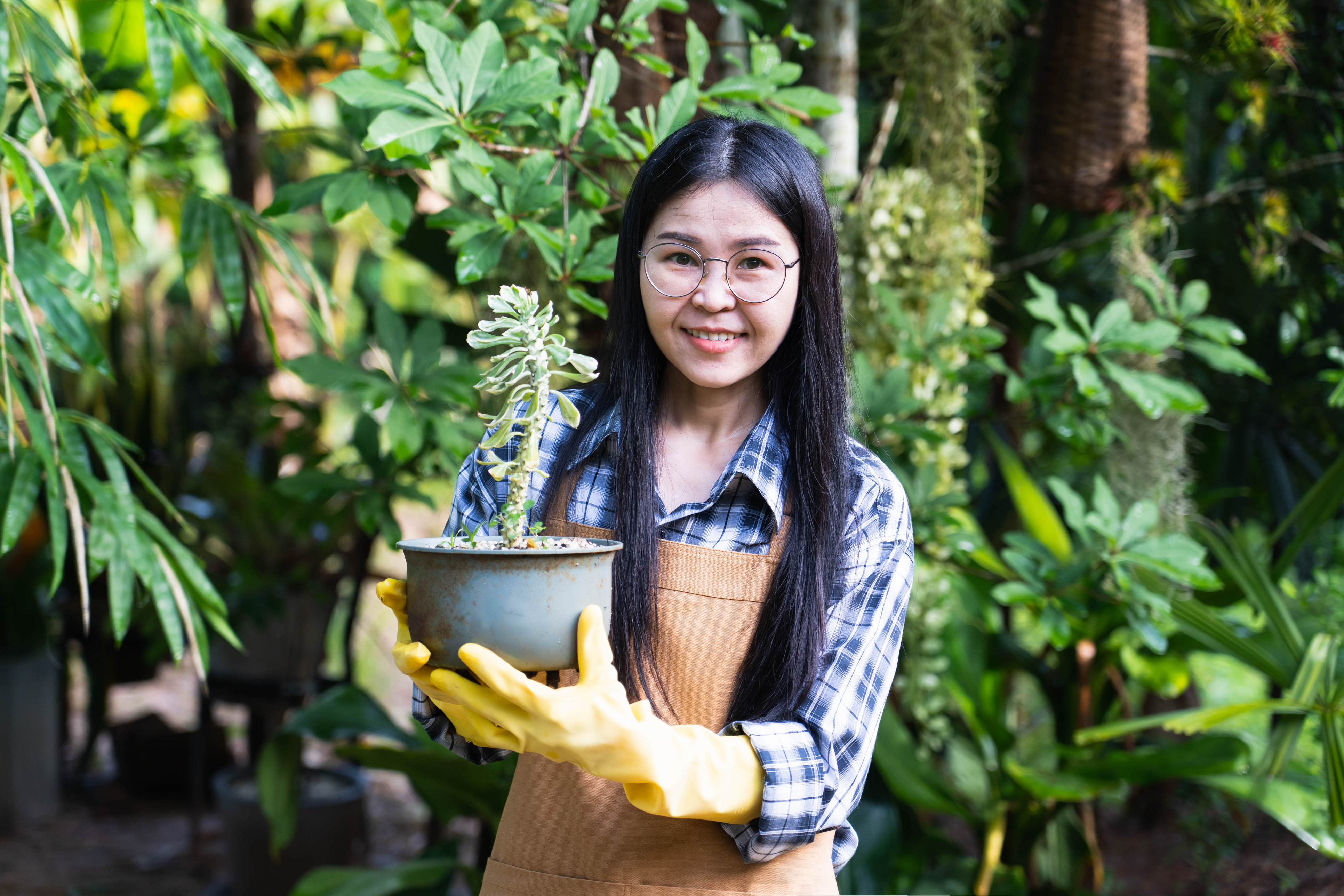 Houseplant care: Tips for plant shopping - The San Diego Union-Tribune - Vimarsana News