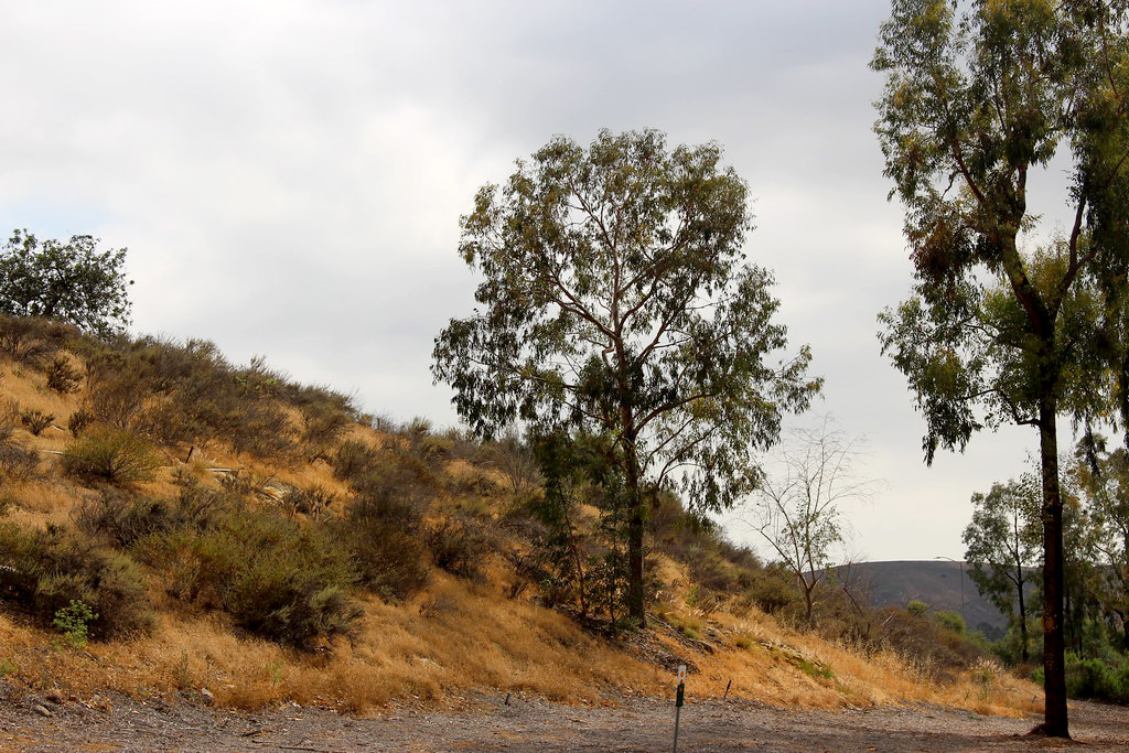 Irvine to commemorate historic site where former L.A. County sheriff was killed by famed outlaw - Vimarsana News