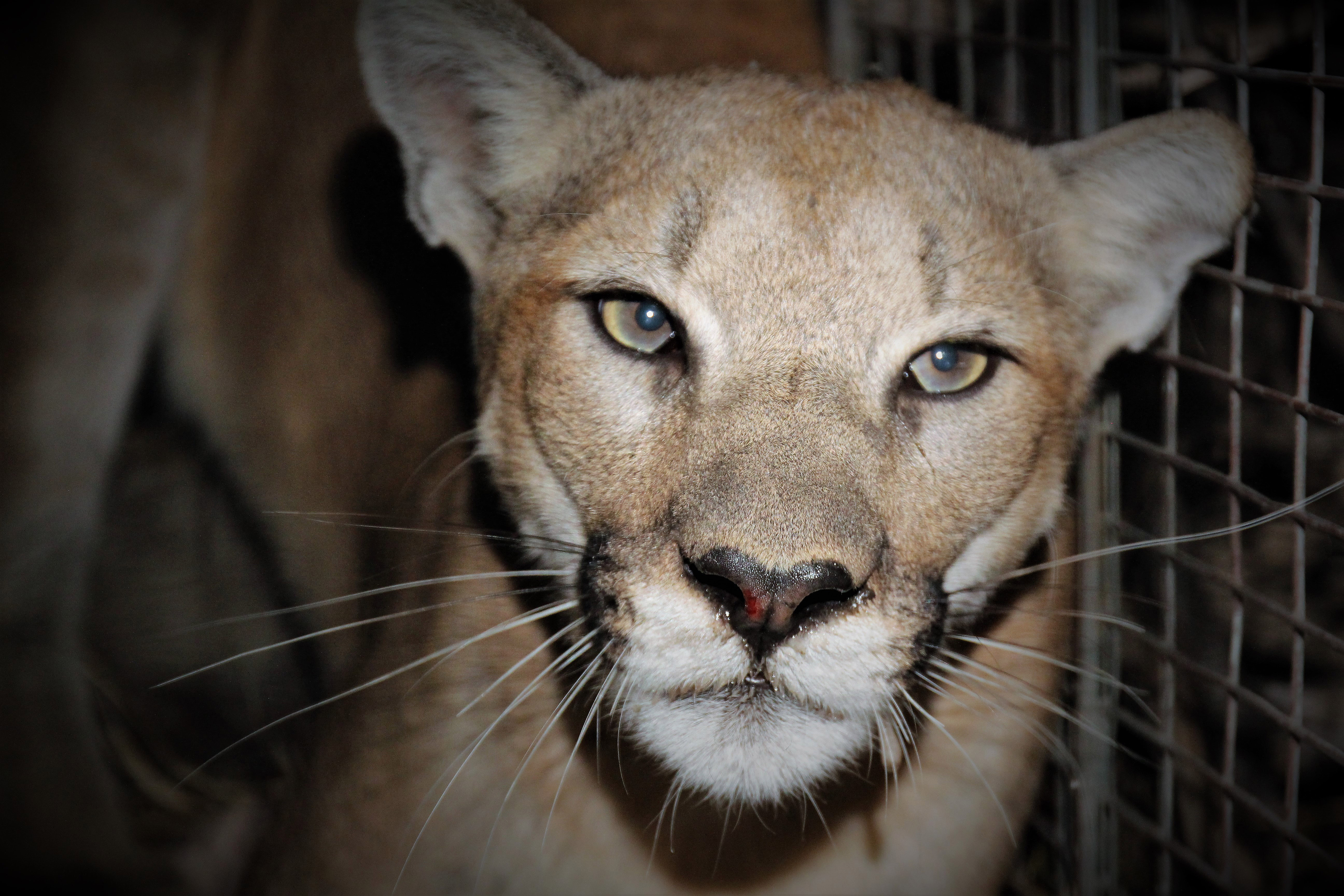 Mountain lion P-99 latest in National Park Service study - Vimarsana News