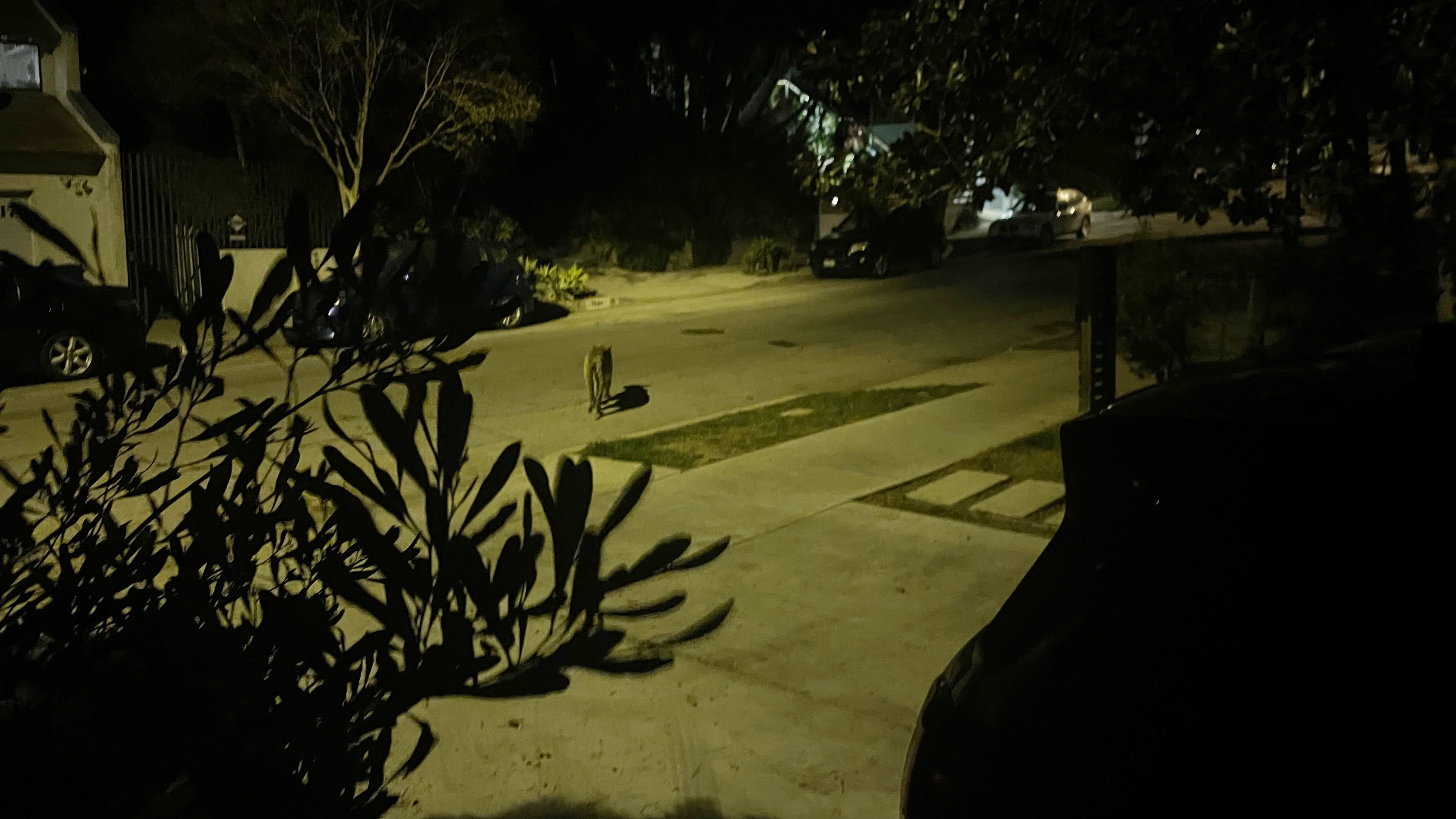 Mountain lion believed to be P-22 is seen roaming in Silver Lake neighborhood - Vimarsana News
