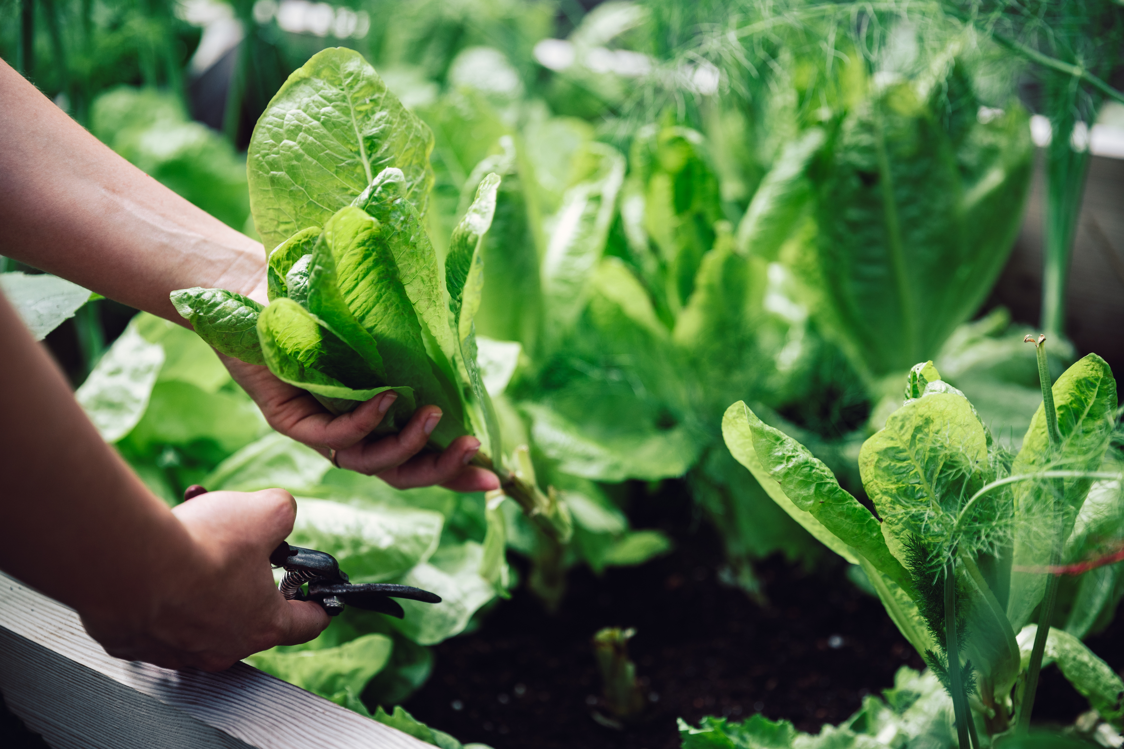 San Diego Master Gardeners loading up multiday spring seminar with home-gardening experts - Vimarsana News