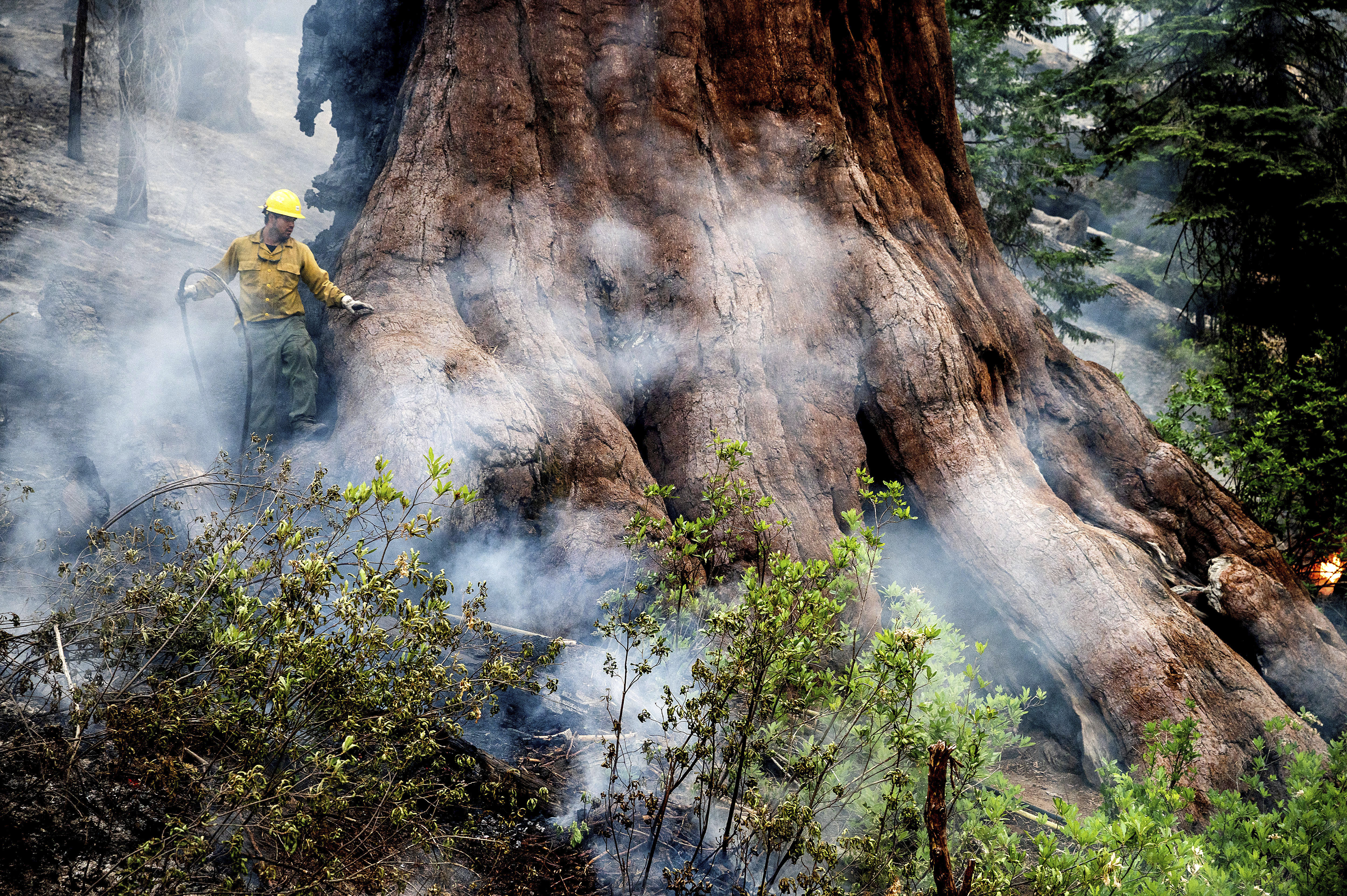Today's Headlines: Firefighters race to defend Yosemite's ancient sequoias - Vimarsana News