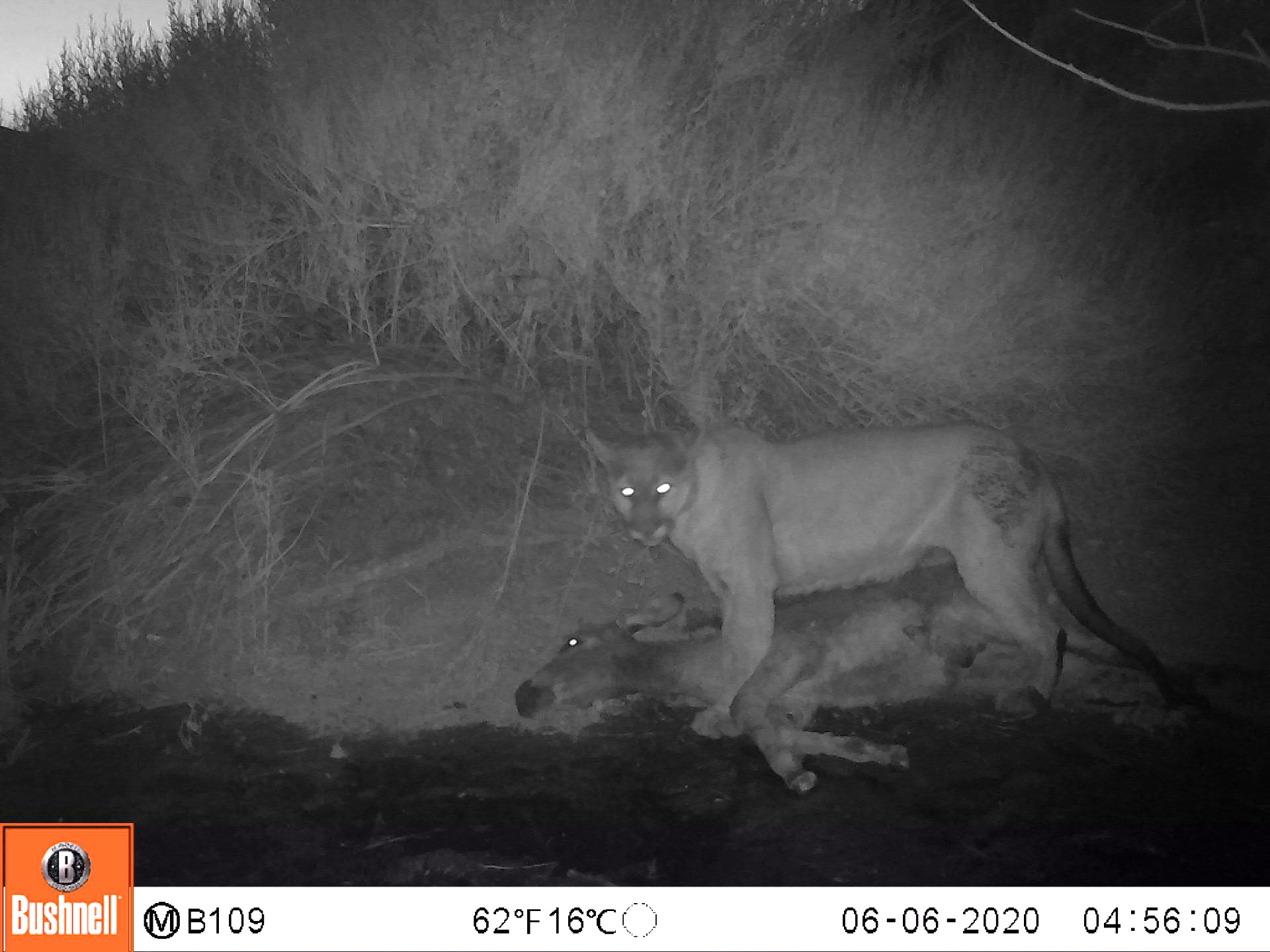 Mountain lions are eating California donkeys. That's not bad - Vimarsana News