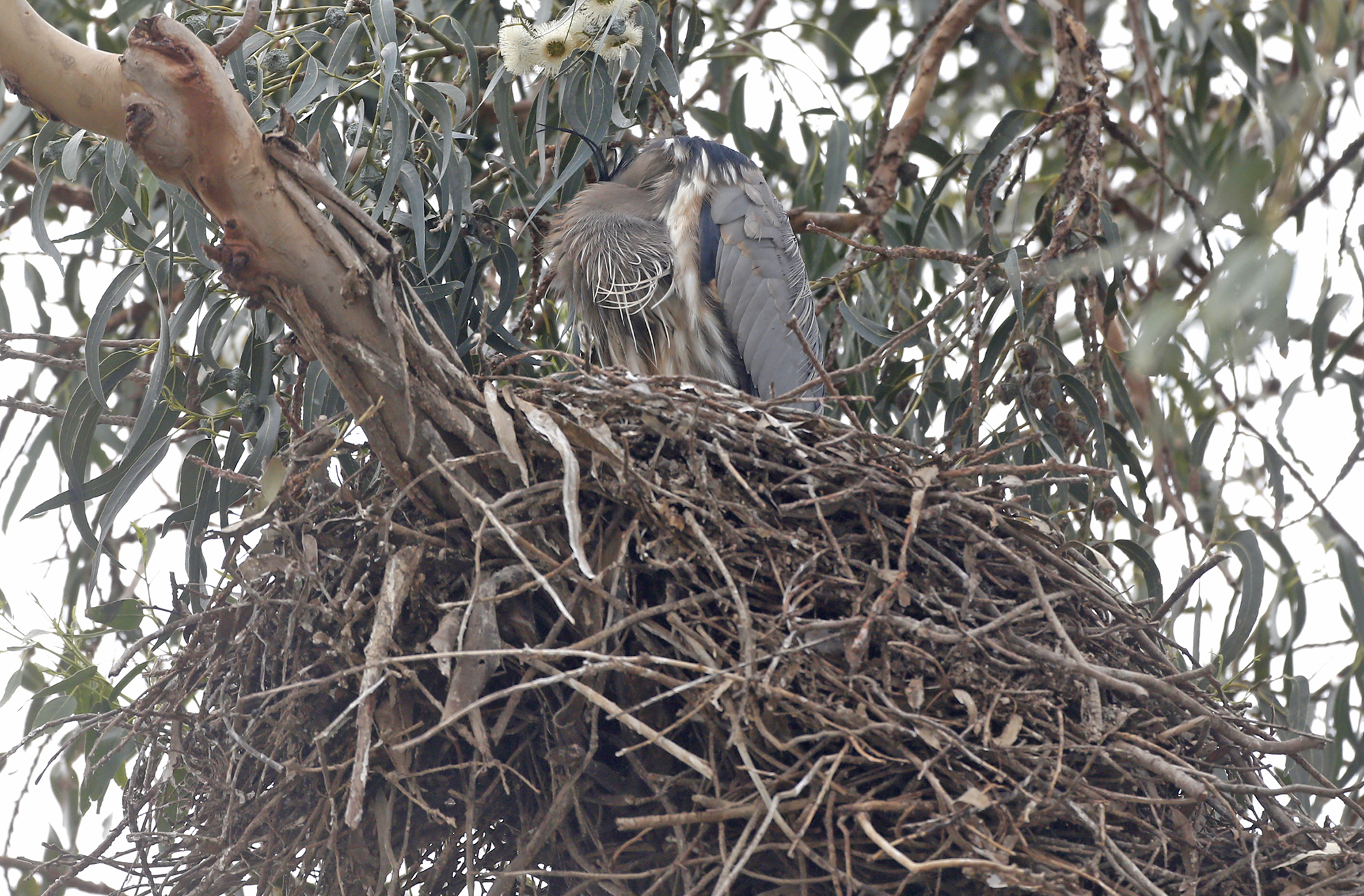 Doomed Newport Beach tree housing great blue heron chicks saved for now, but their future is up in the air - Vimarsana News